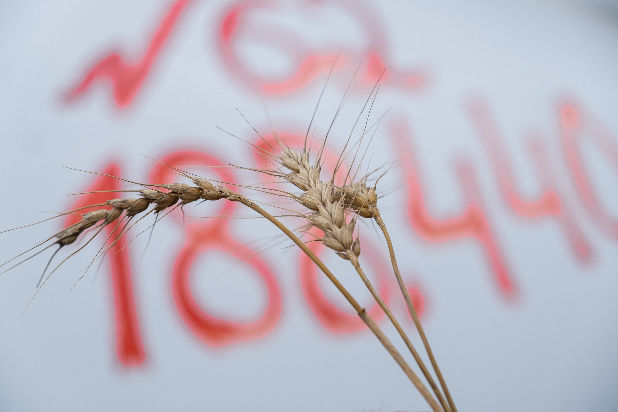Хранение зерна в полимерных рукавах 
