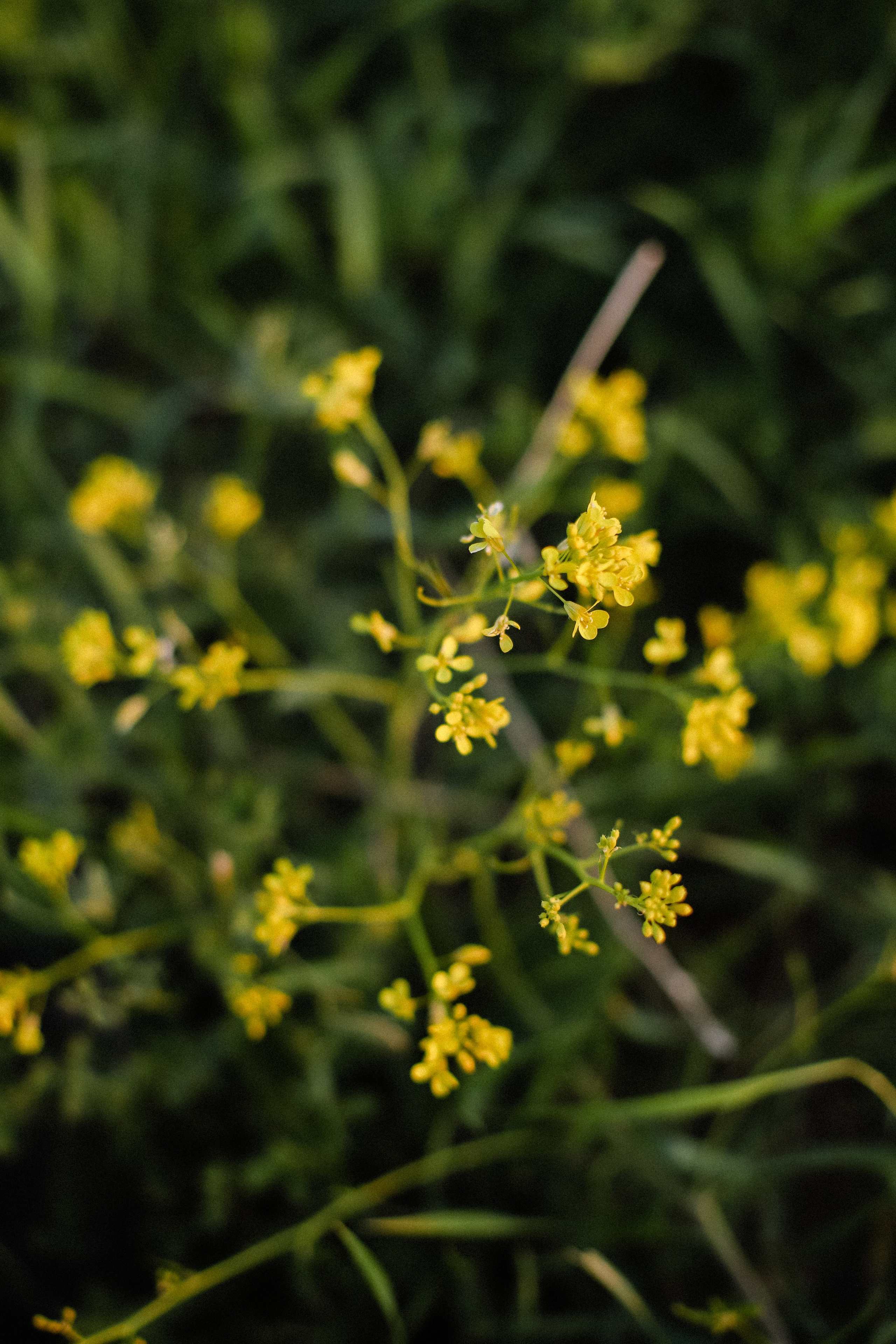 Поле на закате. Фотограф в Алматы и Москве Даша Пушкина