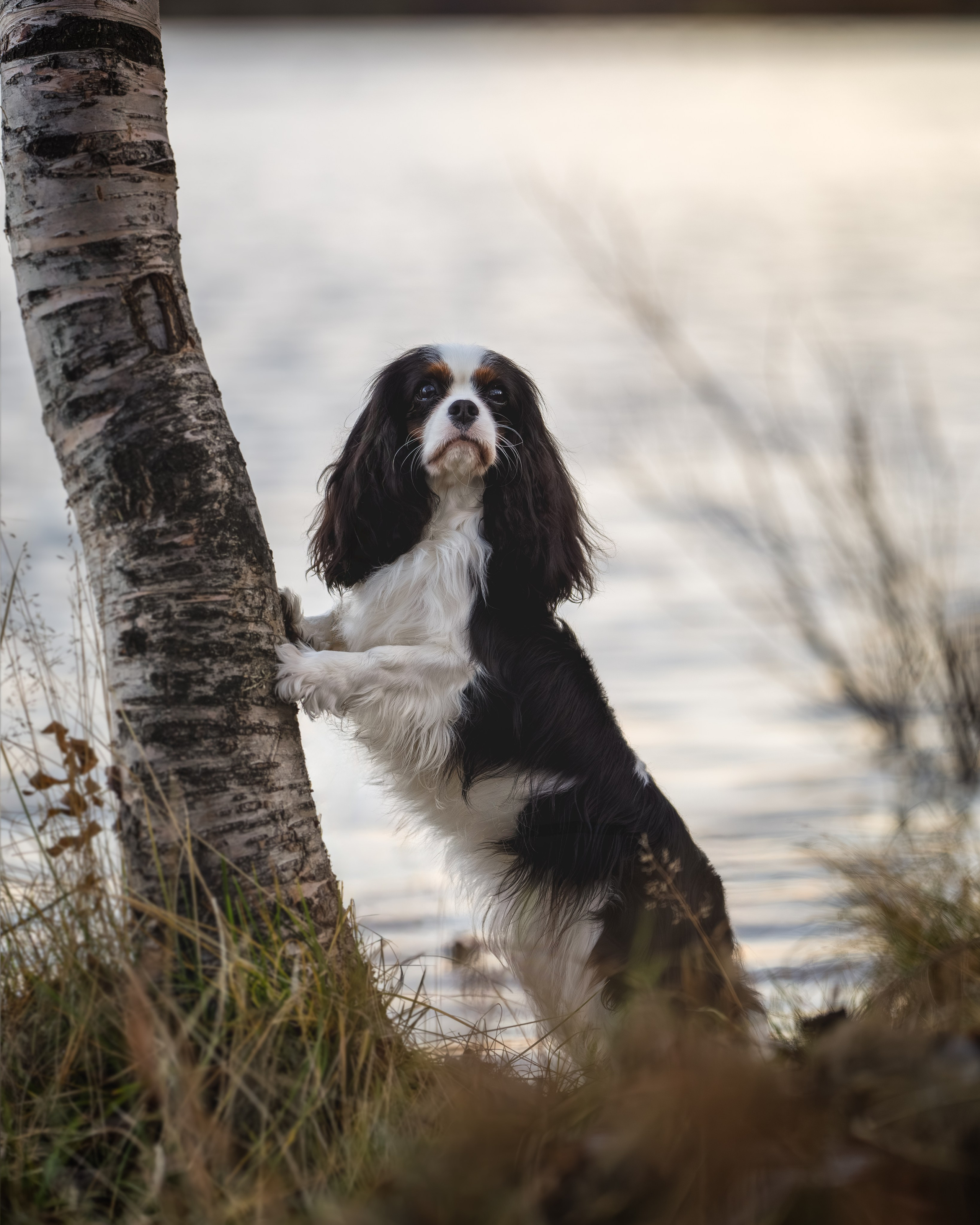 ККЧС Луна. Главная