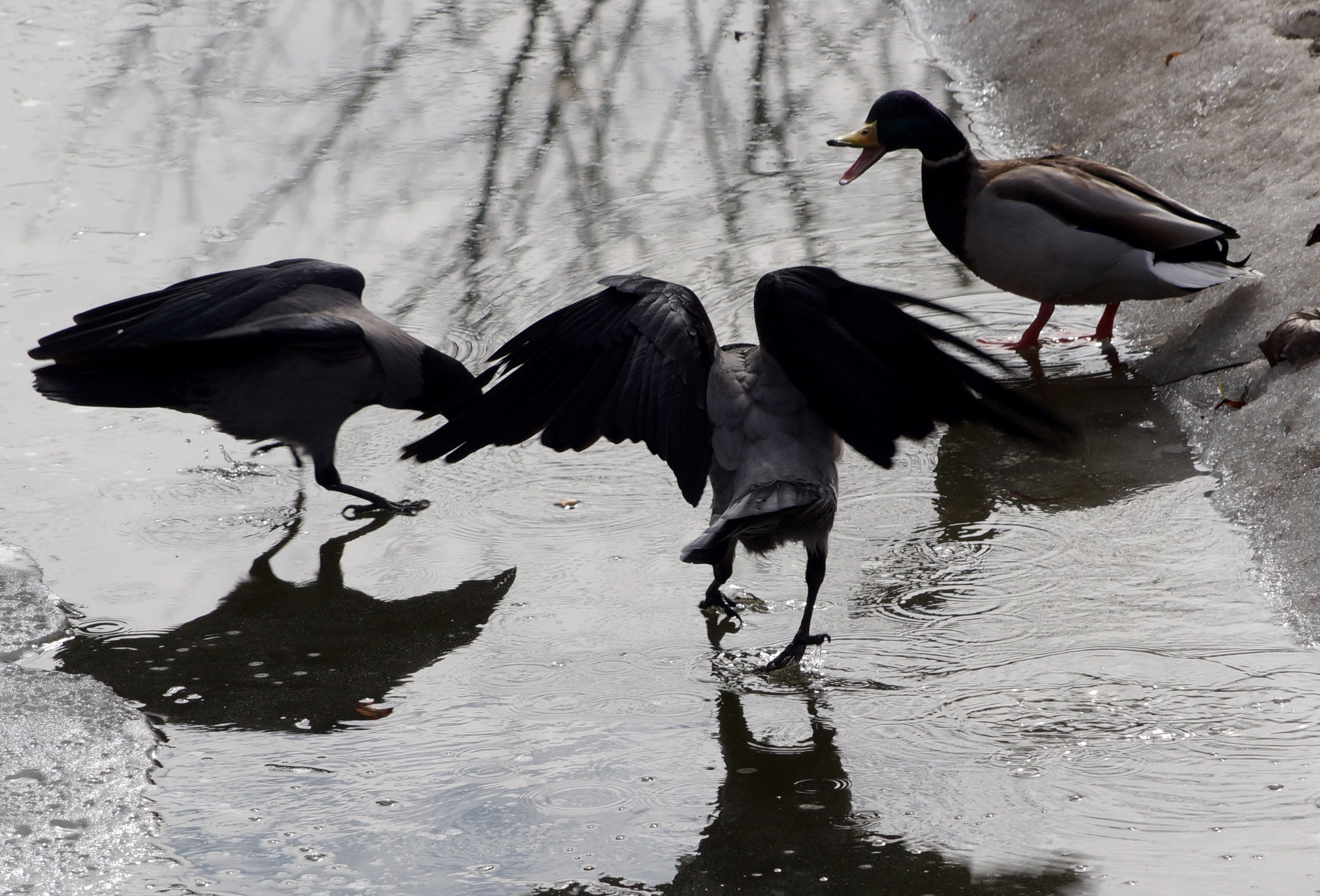 Разное. Фотограф в Санкт-Петербурге Станислав Михайлов