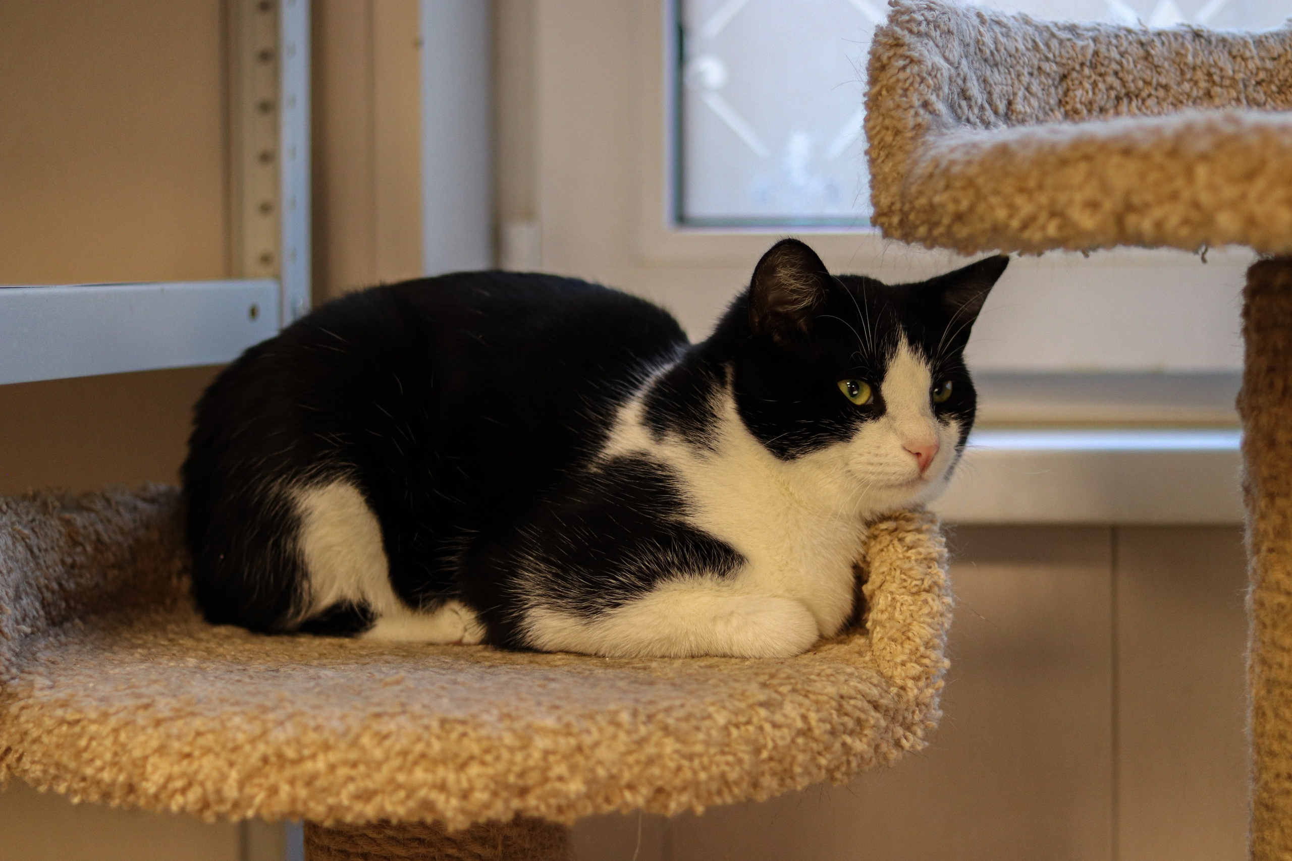 Петербургский дом кота (27 июня 2024). Ивентный фотограф в Санкт-Петербурге Олег Комков