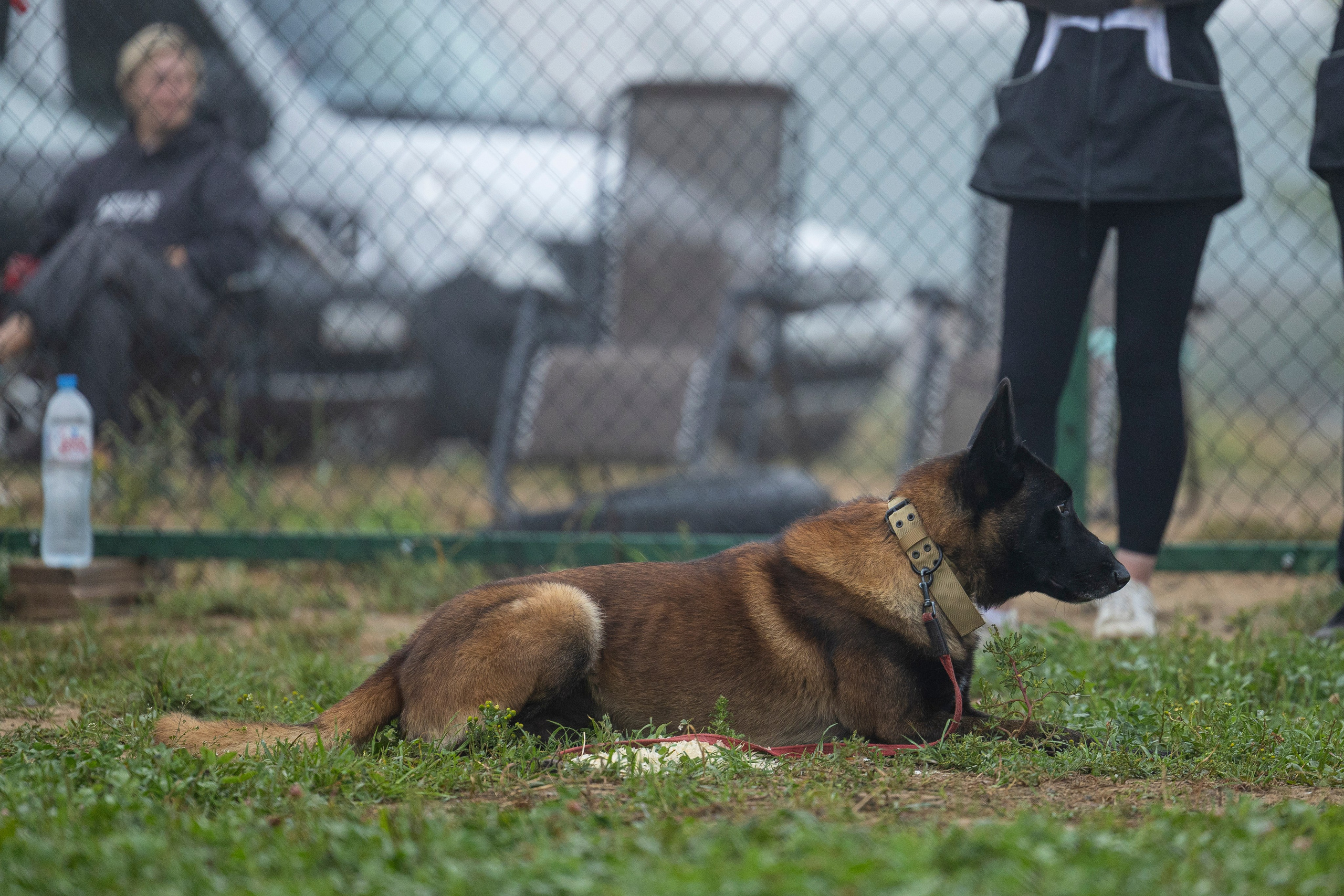 Соревнования по Мондьорингу г. Вологда 10-11.08.2024. Фотограф-анималист Анна Маринич