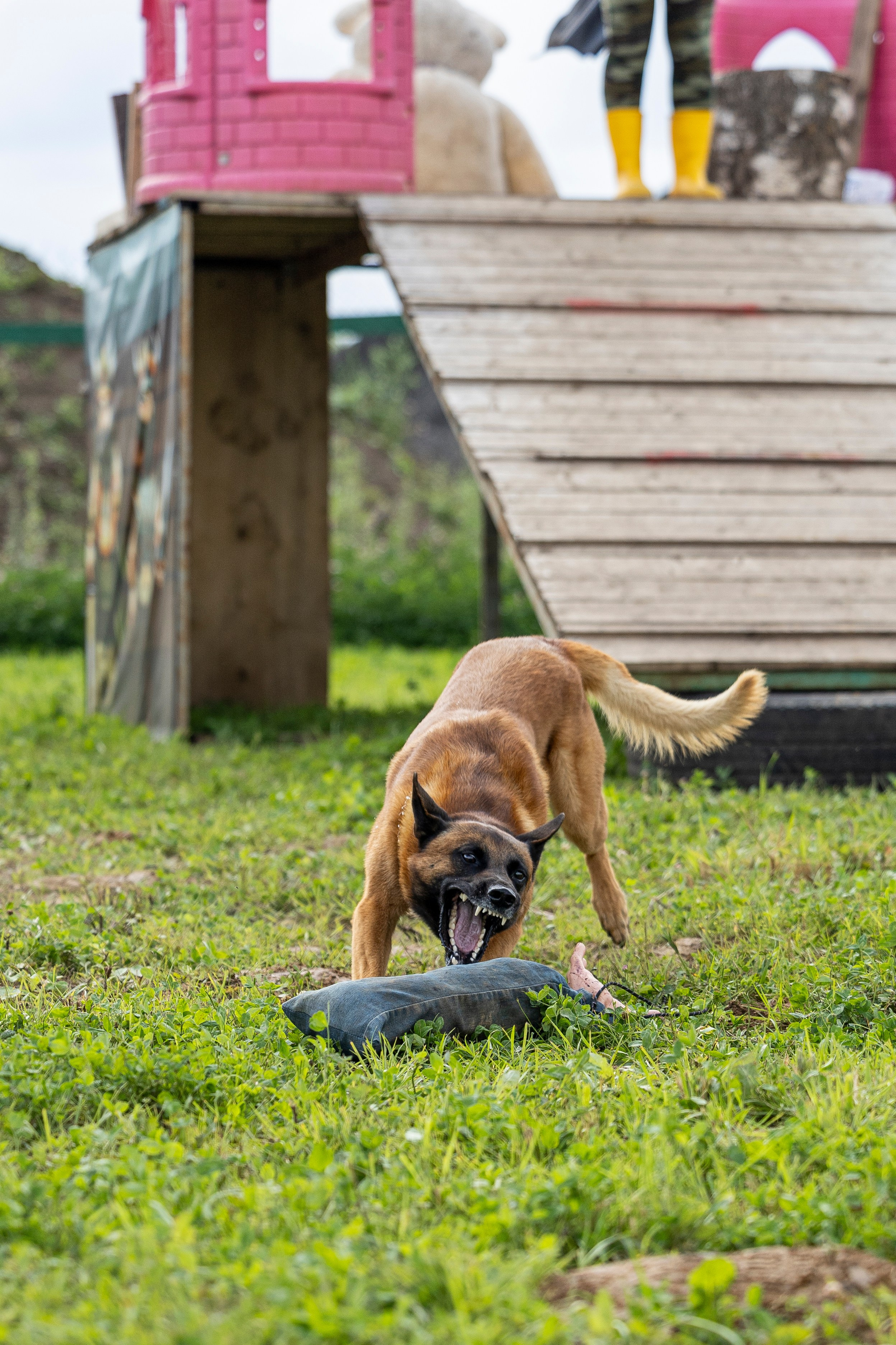 Соревнования по Мондьорингу г. Вологда 10-11.08.2024. Фотограф-анималист Анна Маринич