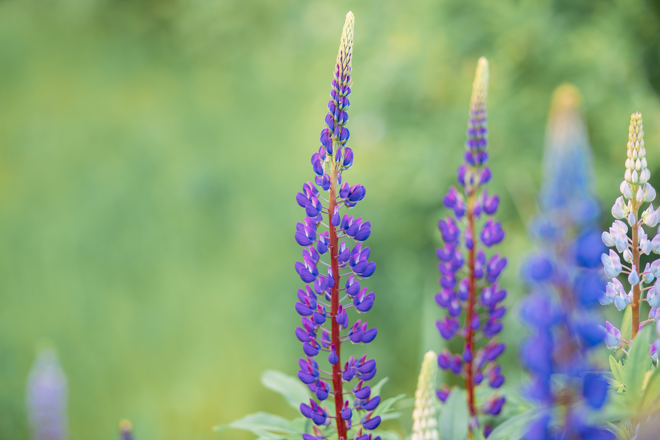 Съемка с люпинами. Фотограф в Санкт-Петербурге, Анна Скворцова