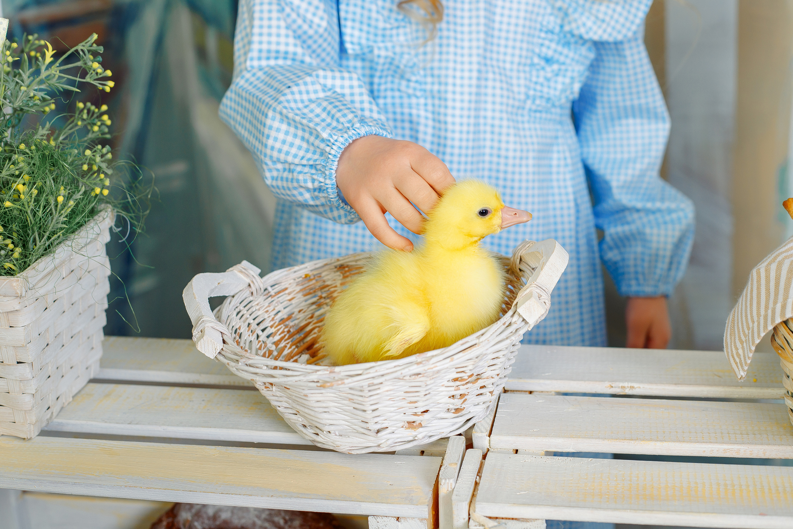 ребенок гладит утенка