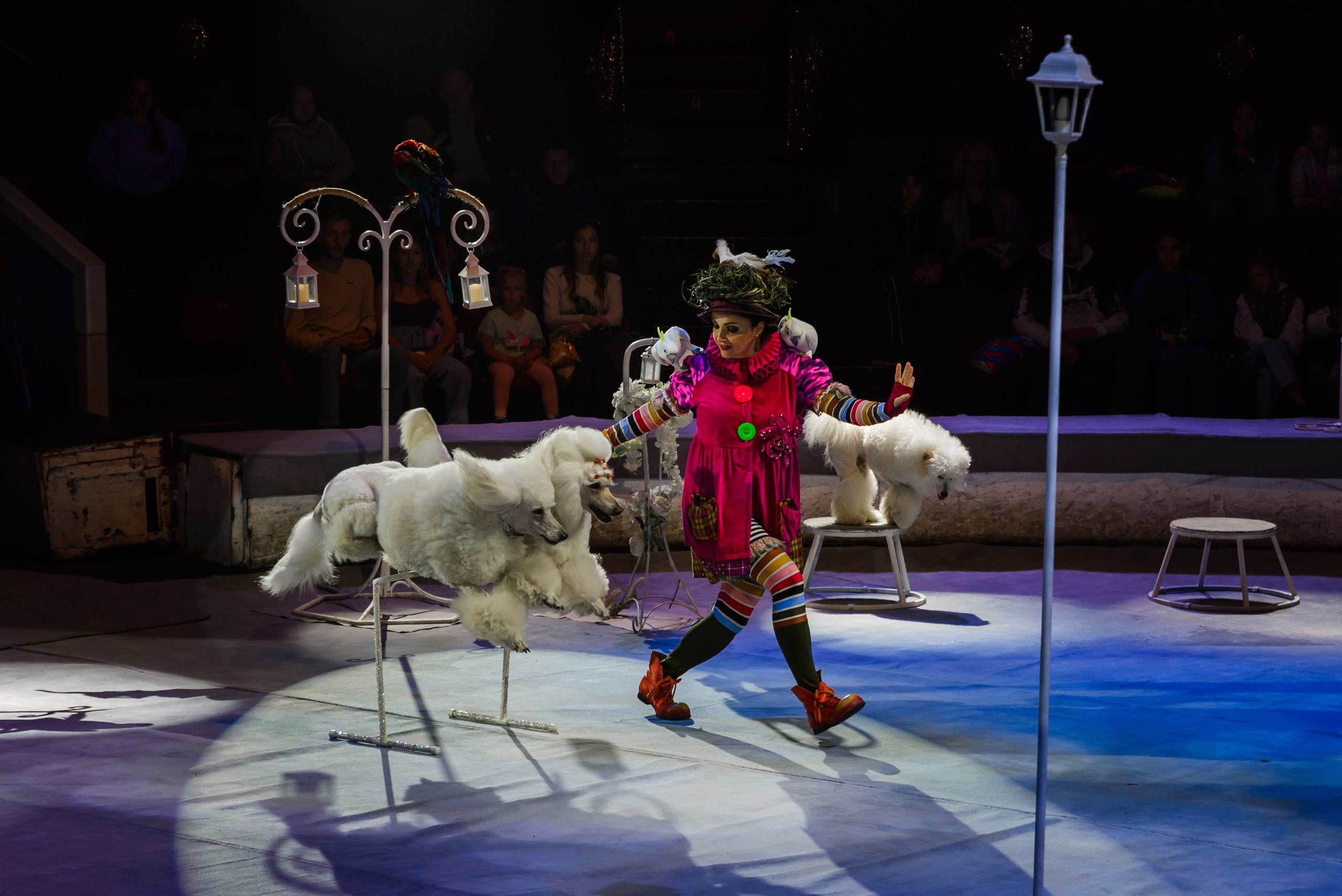 Пермский государственный цирк. Фотограф в Ханты-Мансийске Евгений Жуланов