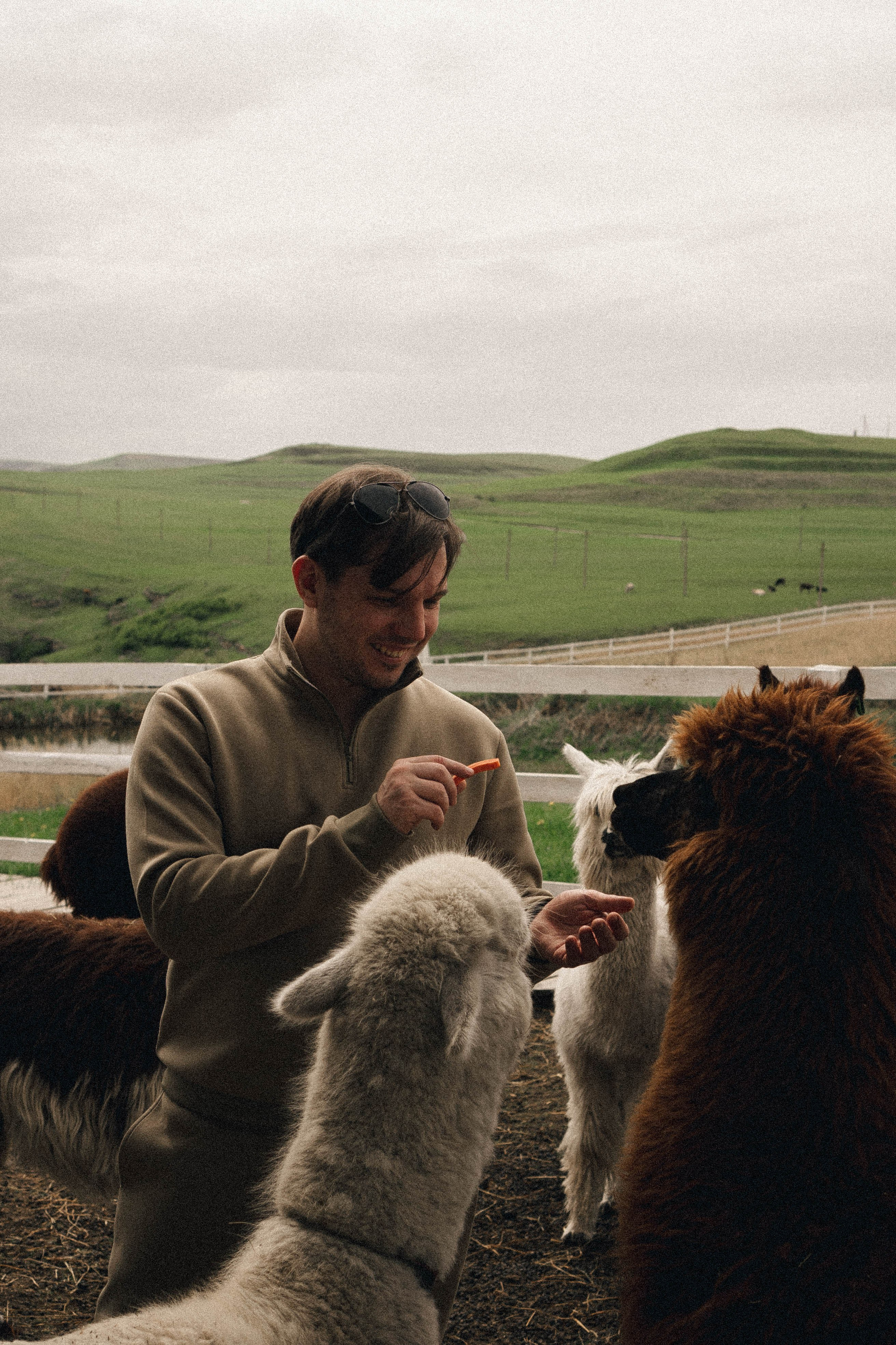 Ферма Альпак. Профессиональный фотограф, Санкт-Петербург — Виктория Богомолова