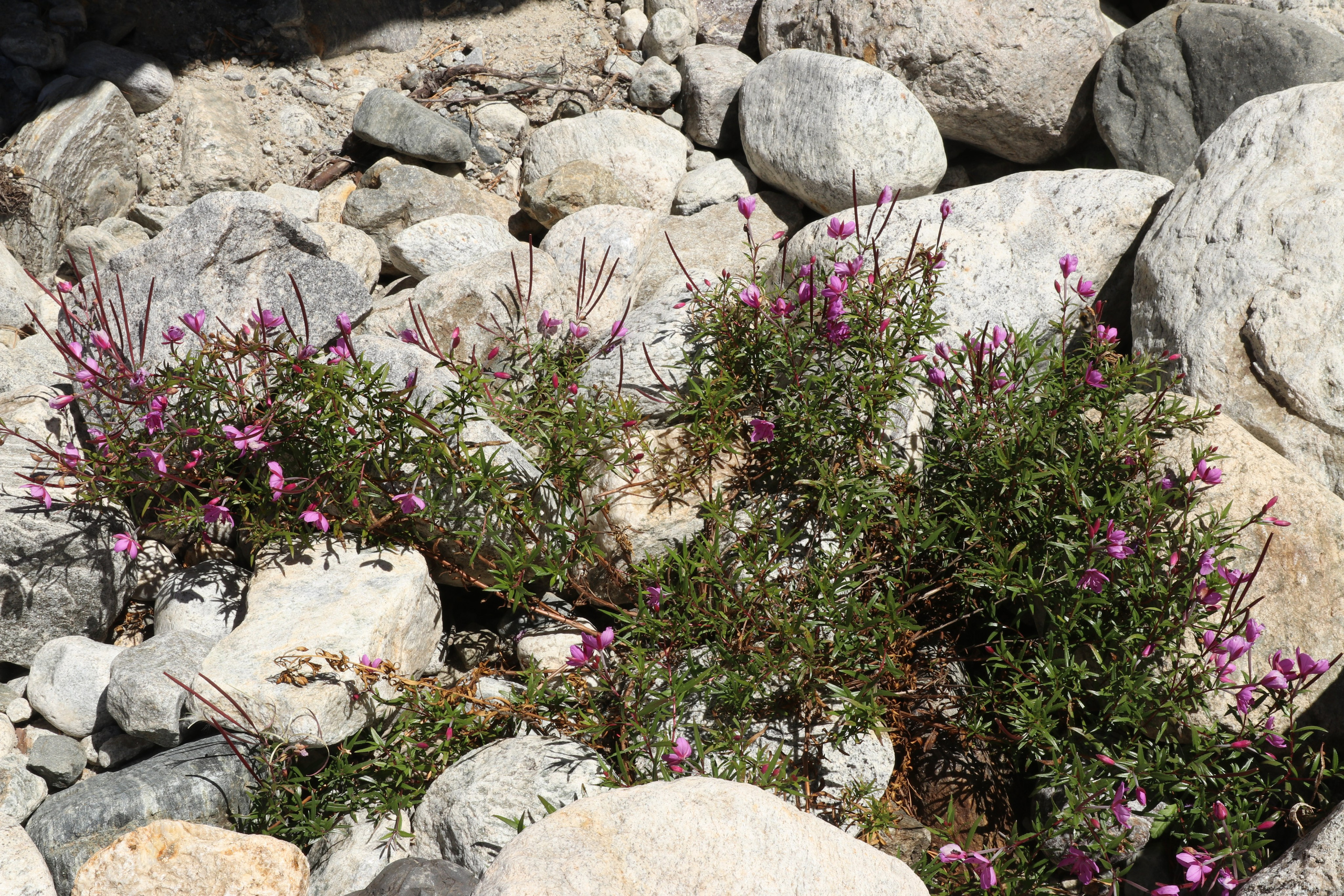 Приэльбрусье. Сентябрь 2023. Путешественник-фотограф из Санкт-Петербурга Татьяна Свистулина