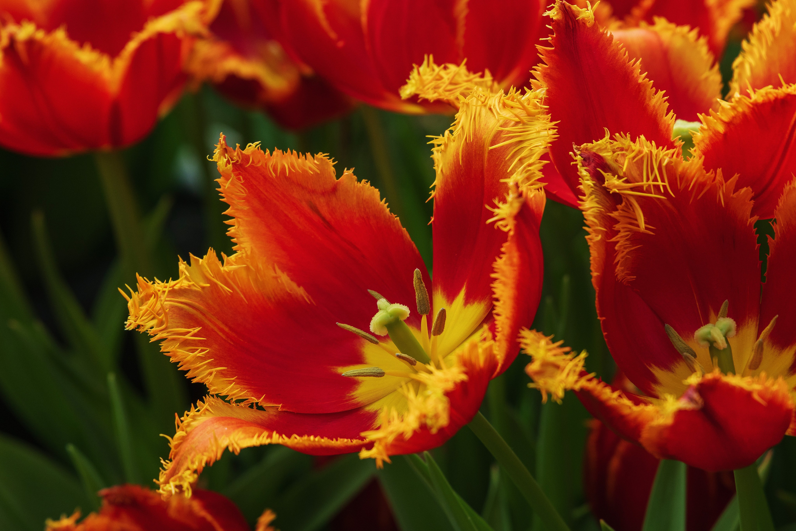 Бахромчатый красный тюльпан с золотой каймой по краю лепестков, фото в высоком разрешении