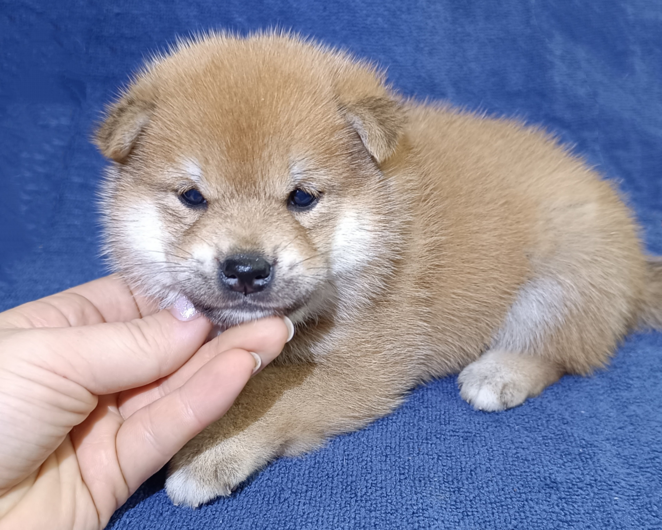 сиба питомник Рубилайт щенки на продажу rubylight  сиба щенки купить СПб Санкт-Петербург 