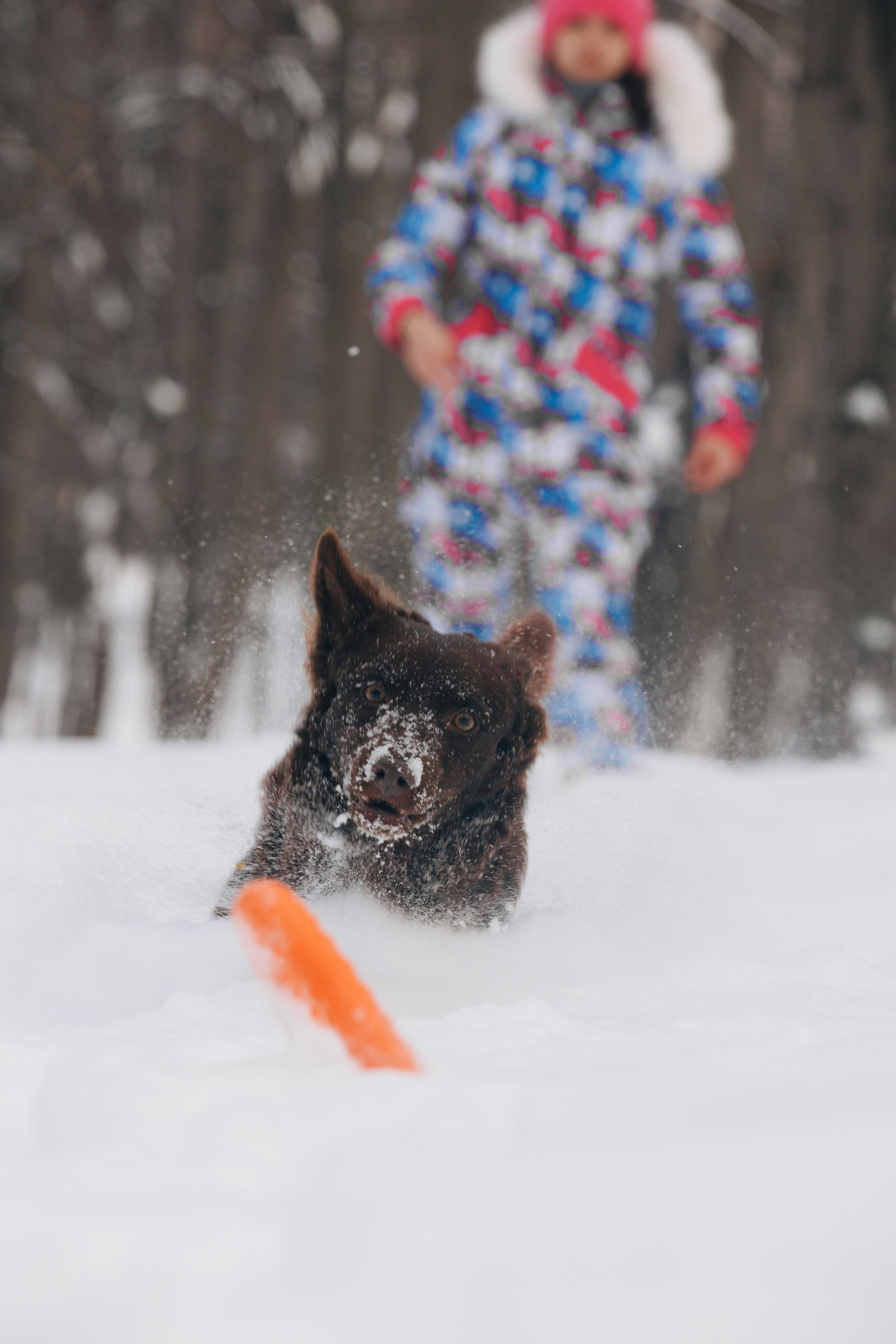 Соня и Персей в Нескучном саду. Фотограф анималист Кристина Карпова, Москва