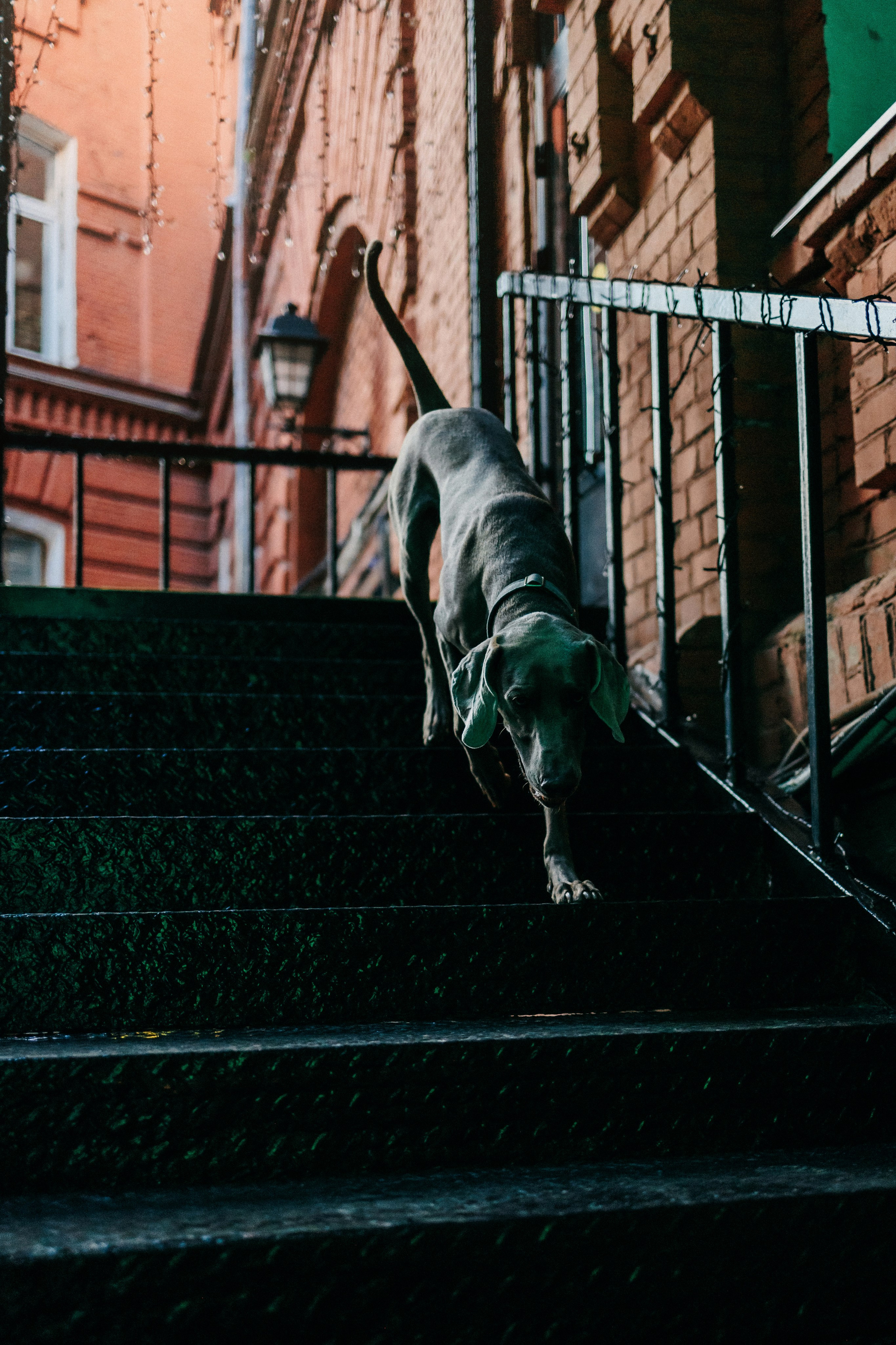 Соня и Майли. Фотограф-анималист Елена Радченко, Москва