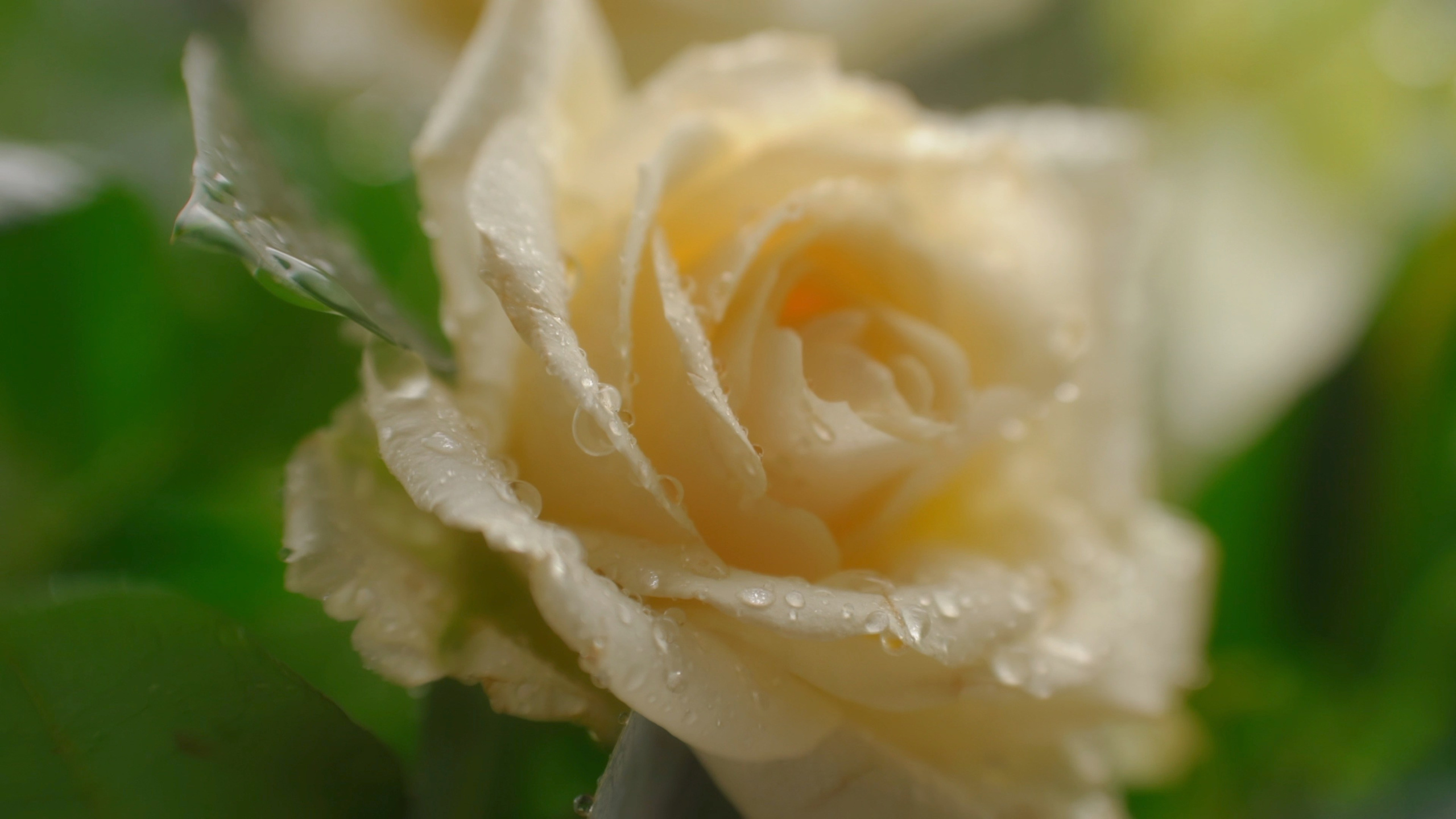 Ульяна и Олег. Агата Акварель видеограф Сочи Краснодар