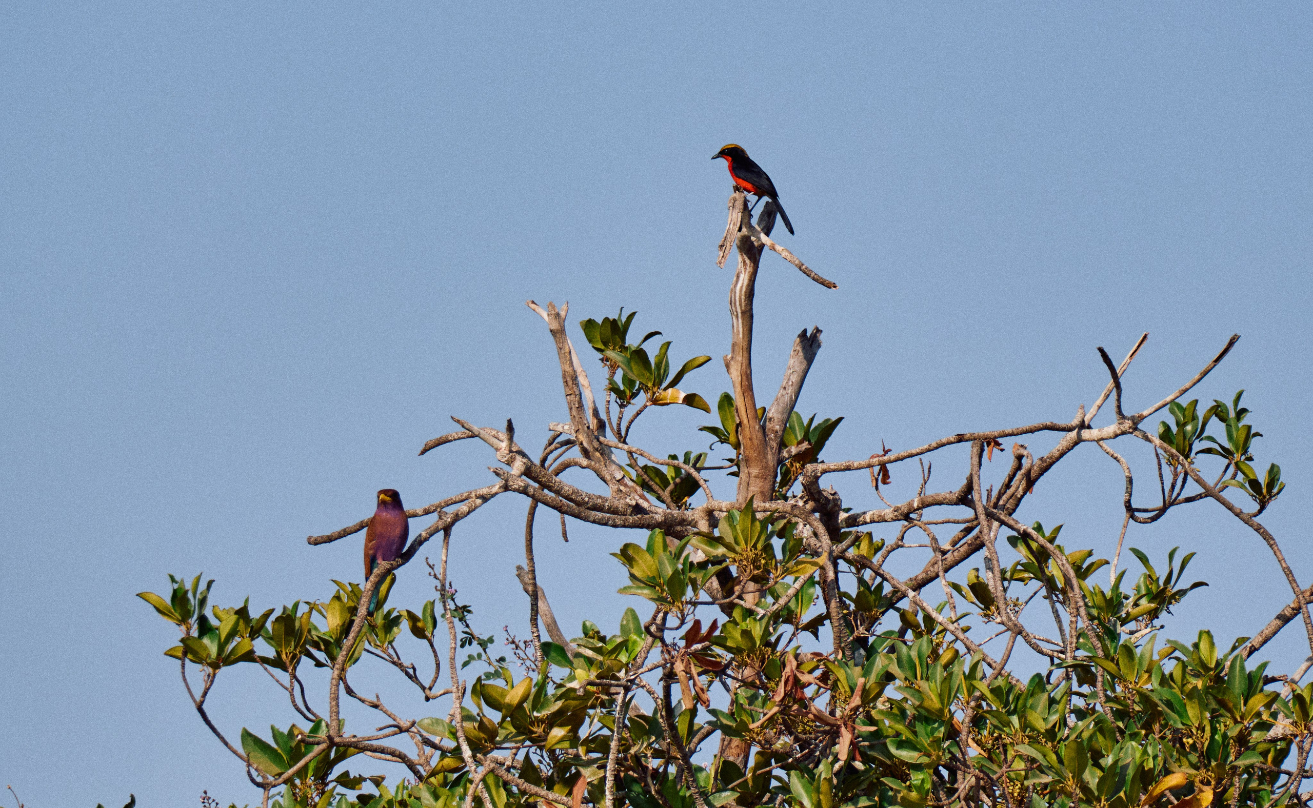 Gambia River. See the moment and catche. commercial and reportage