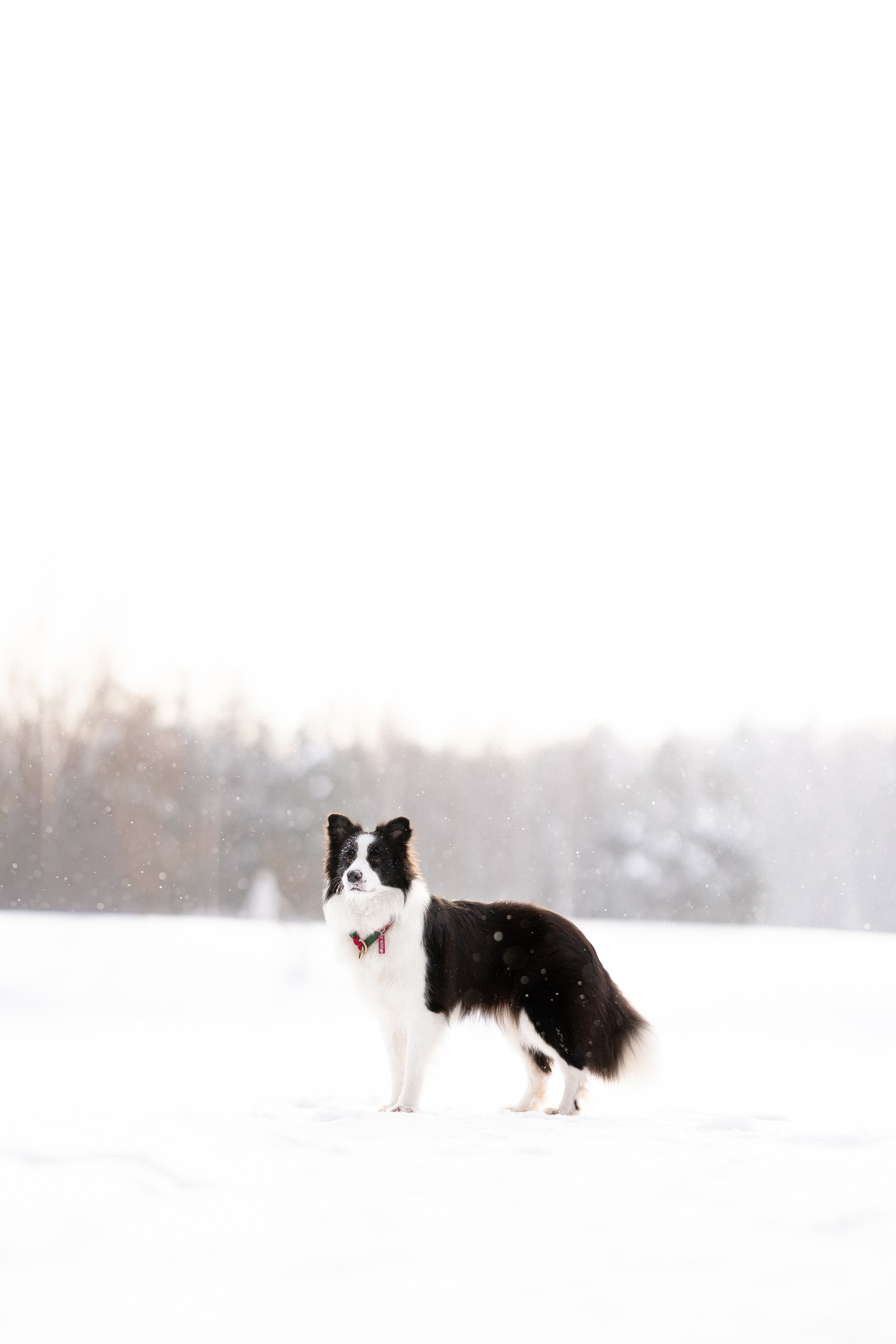 Лилия, Алексей и Ариана. Фотограф и видеограф анималист Аганина Дарья