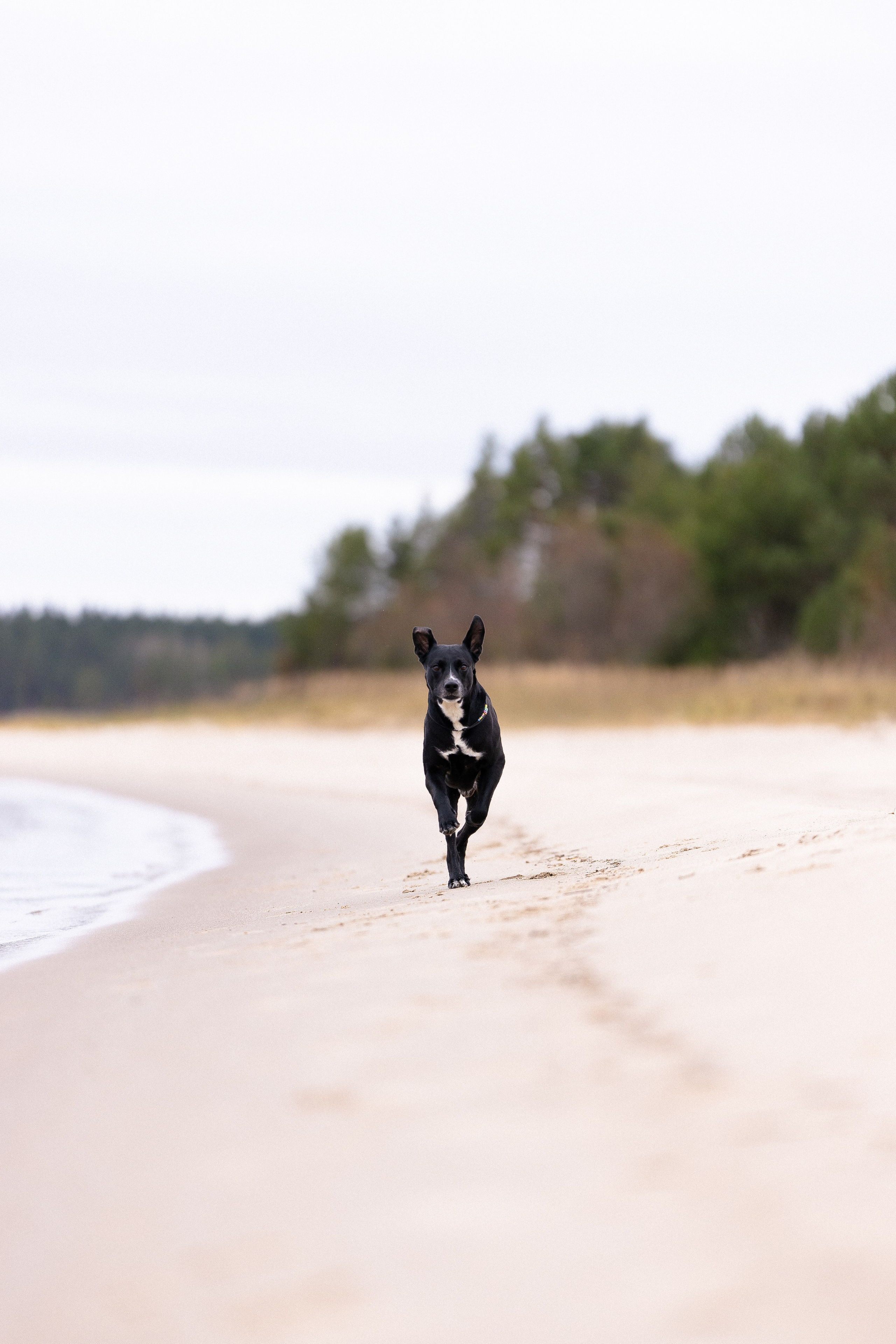 Karelia. Фотограф и видеограф анималист Аганина Дарья