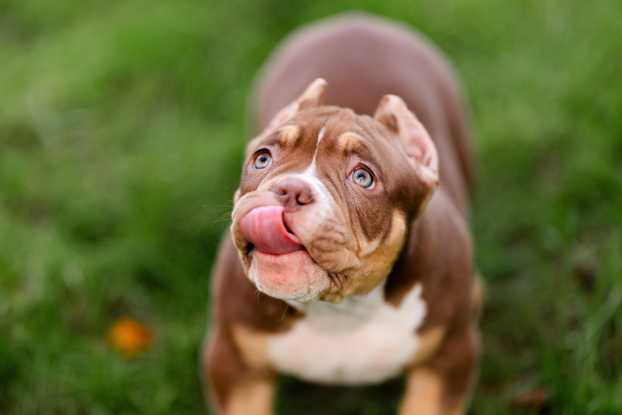 Булли. Фотограф и видеограф анималист Аганина Дарья