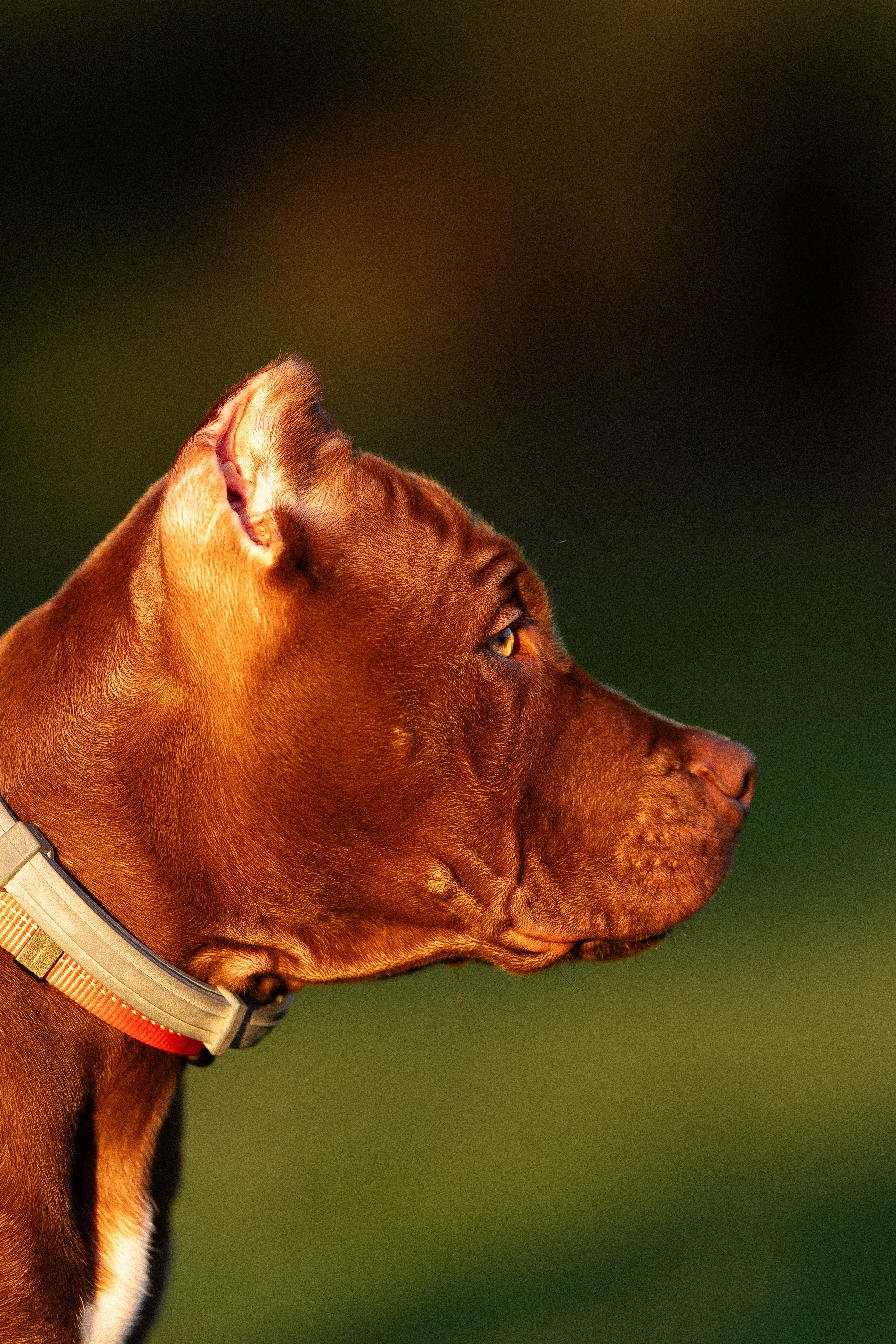 Елена и Хан. Фотограф и видеограф анималист Аганина Дарья