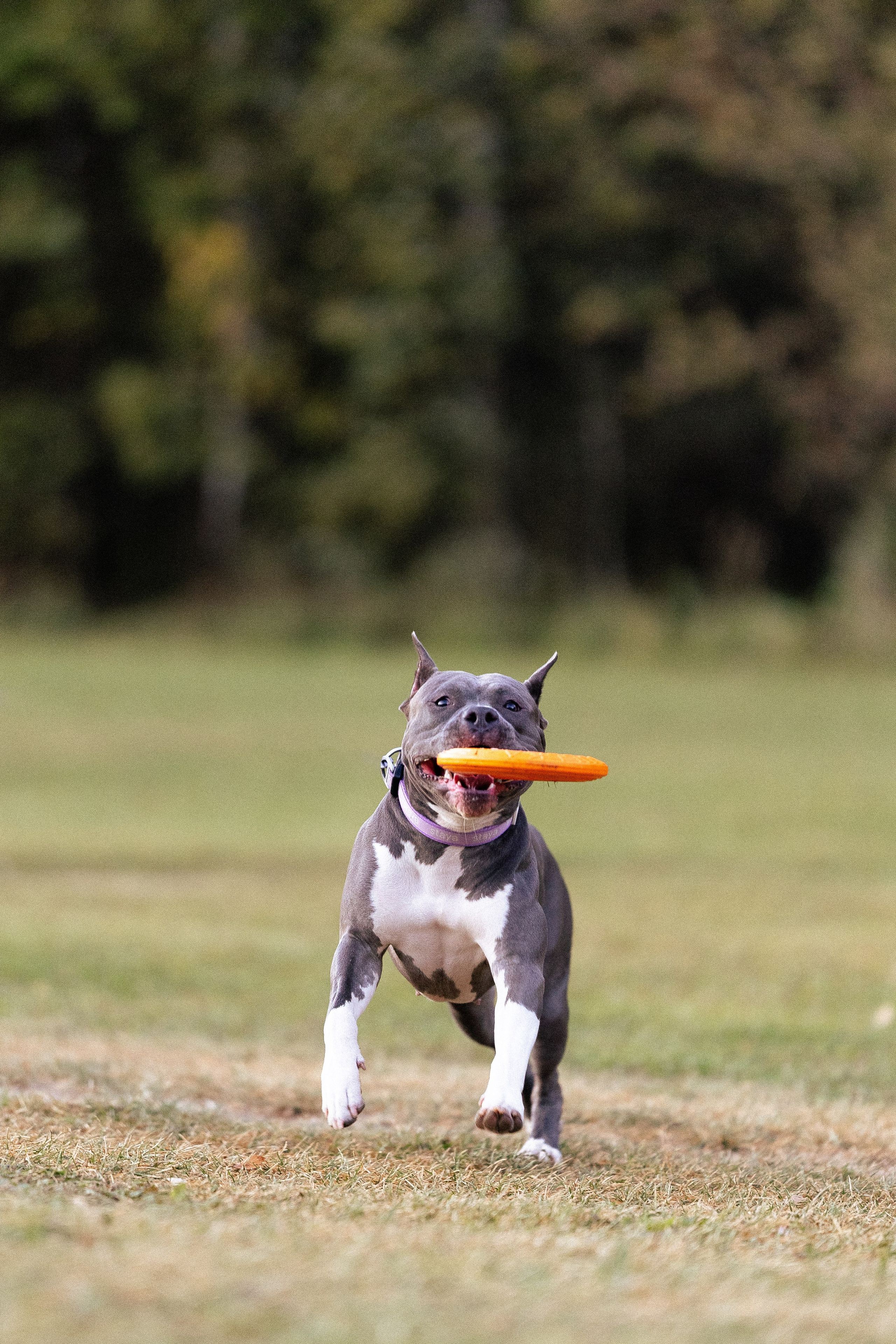Катя, Леша, Лея и Трой. Фотограф и видеограф анималист Аганина Дарья