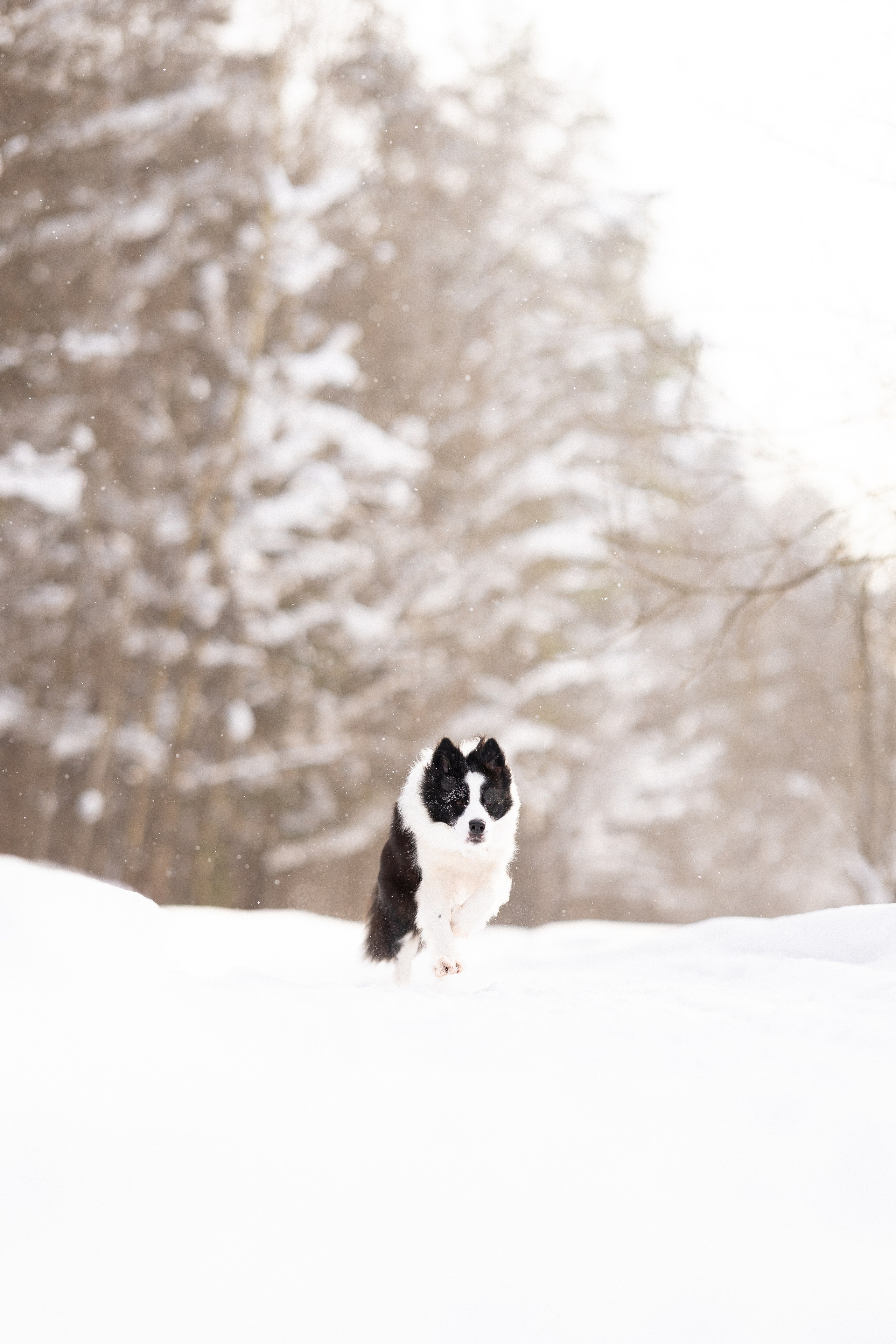 Лилия, Алексей и Ариана. Фотограф и видеограф анималист Аганина Дарья