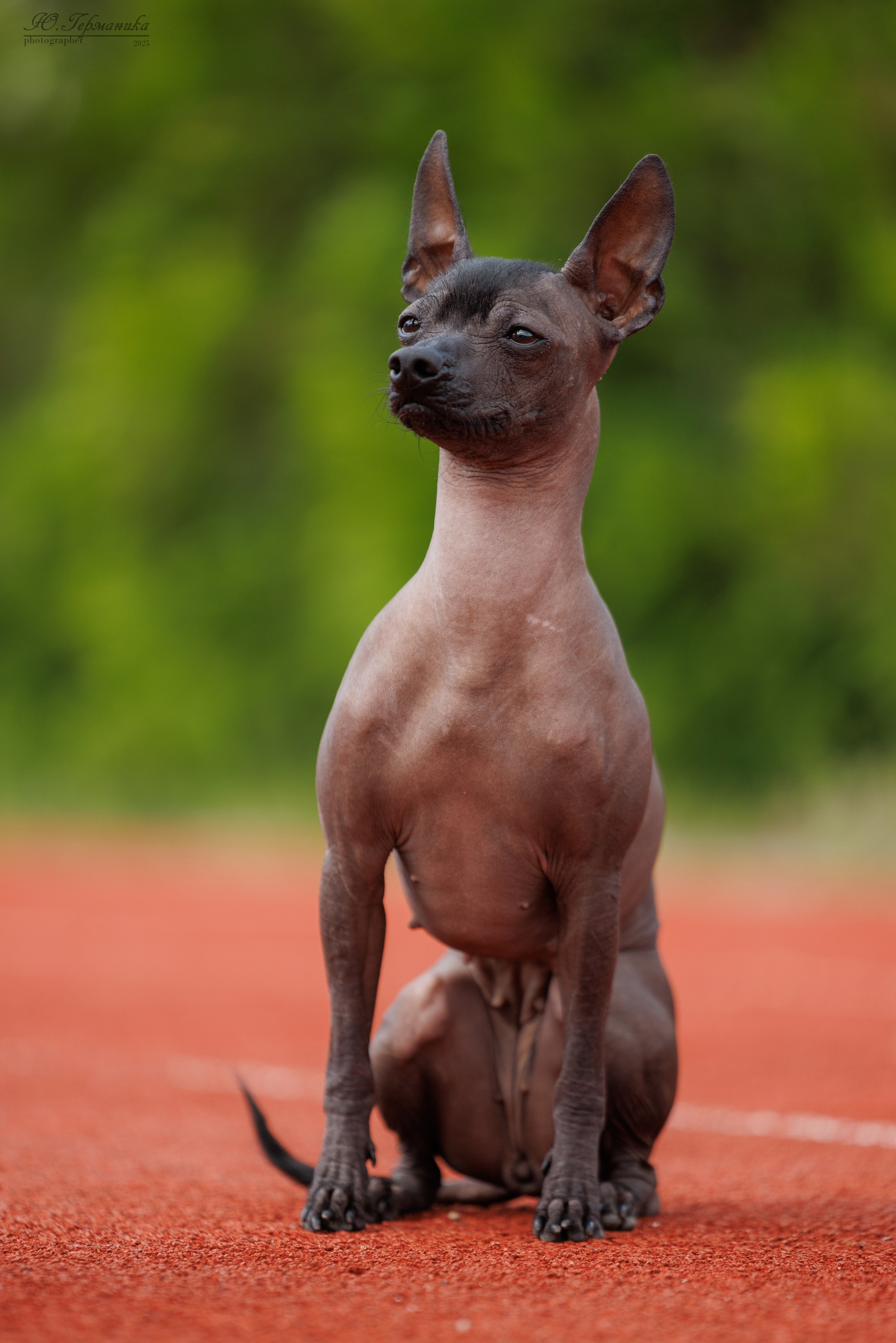 Калининград 25-27.07 Волгоград 1-3.08 2025. Фотограф-анималист Юлия Германика