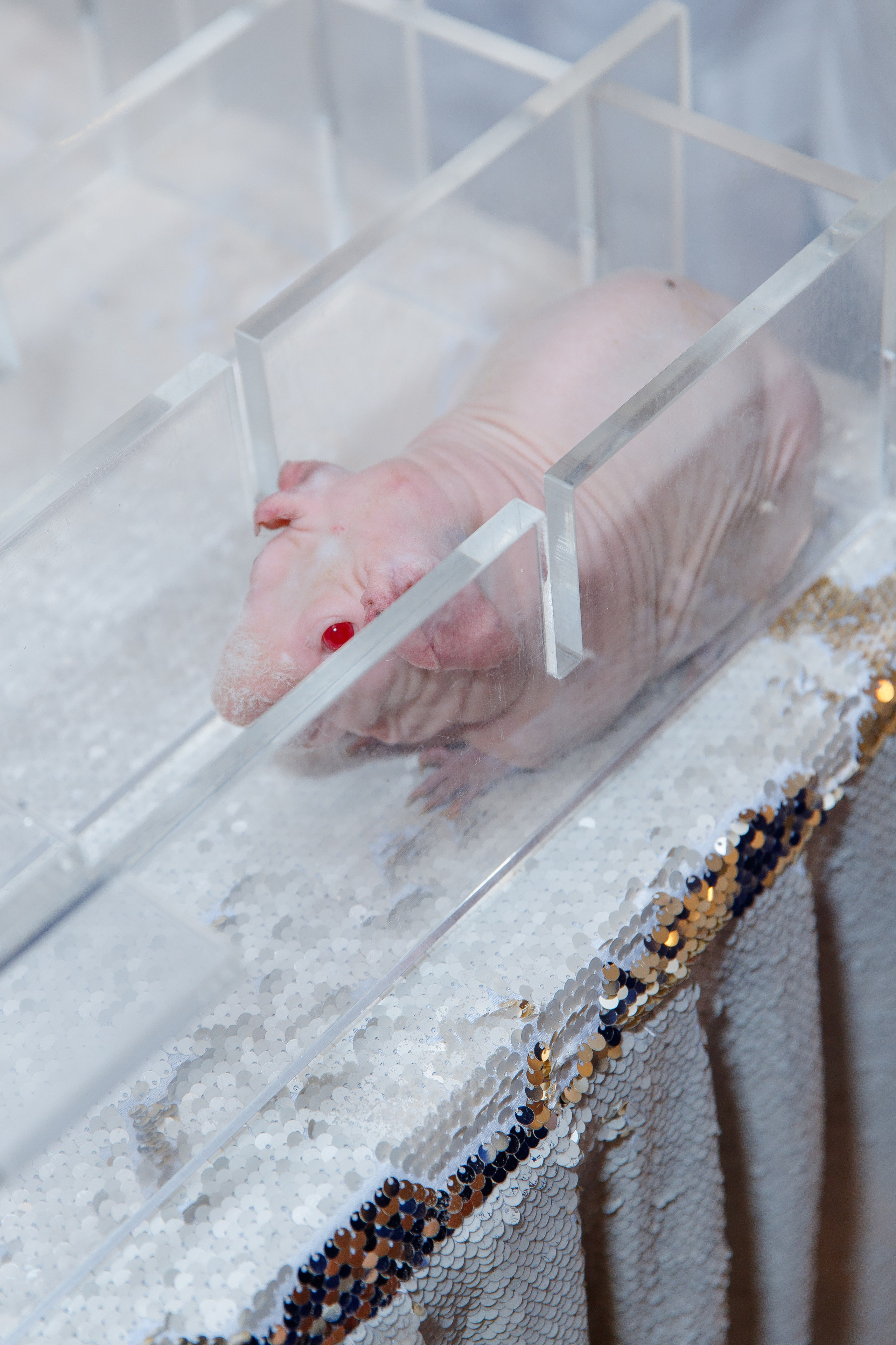 Репортаж детского дня рождения в Московском. Фотограф Александра Сыщенко