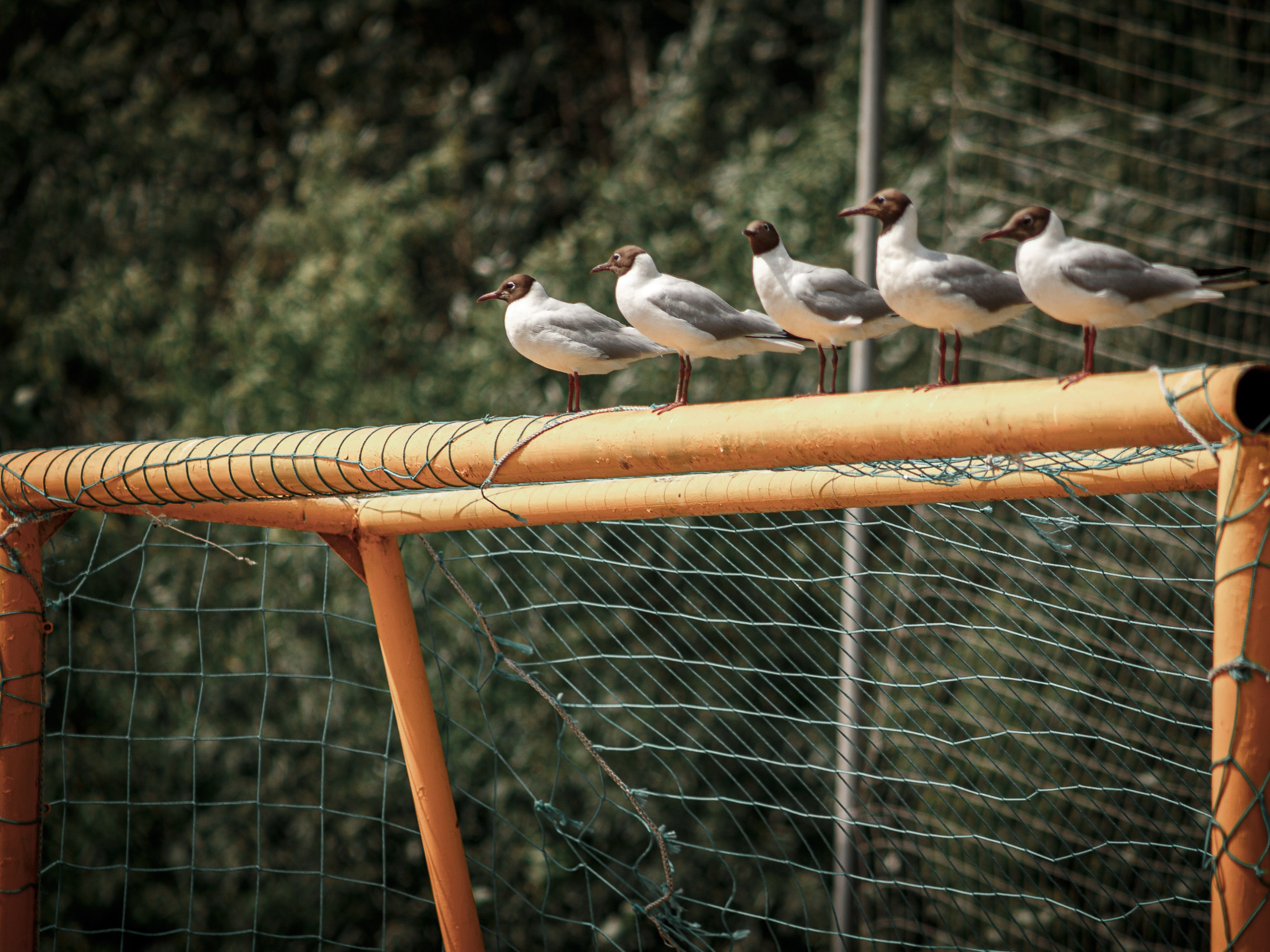 Разное (для тех, кто долистал). Портретный, интерьерный и фуд фотограф в Перми Иван Вострецов