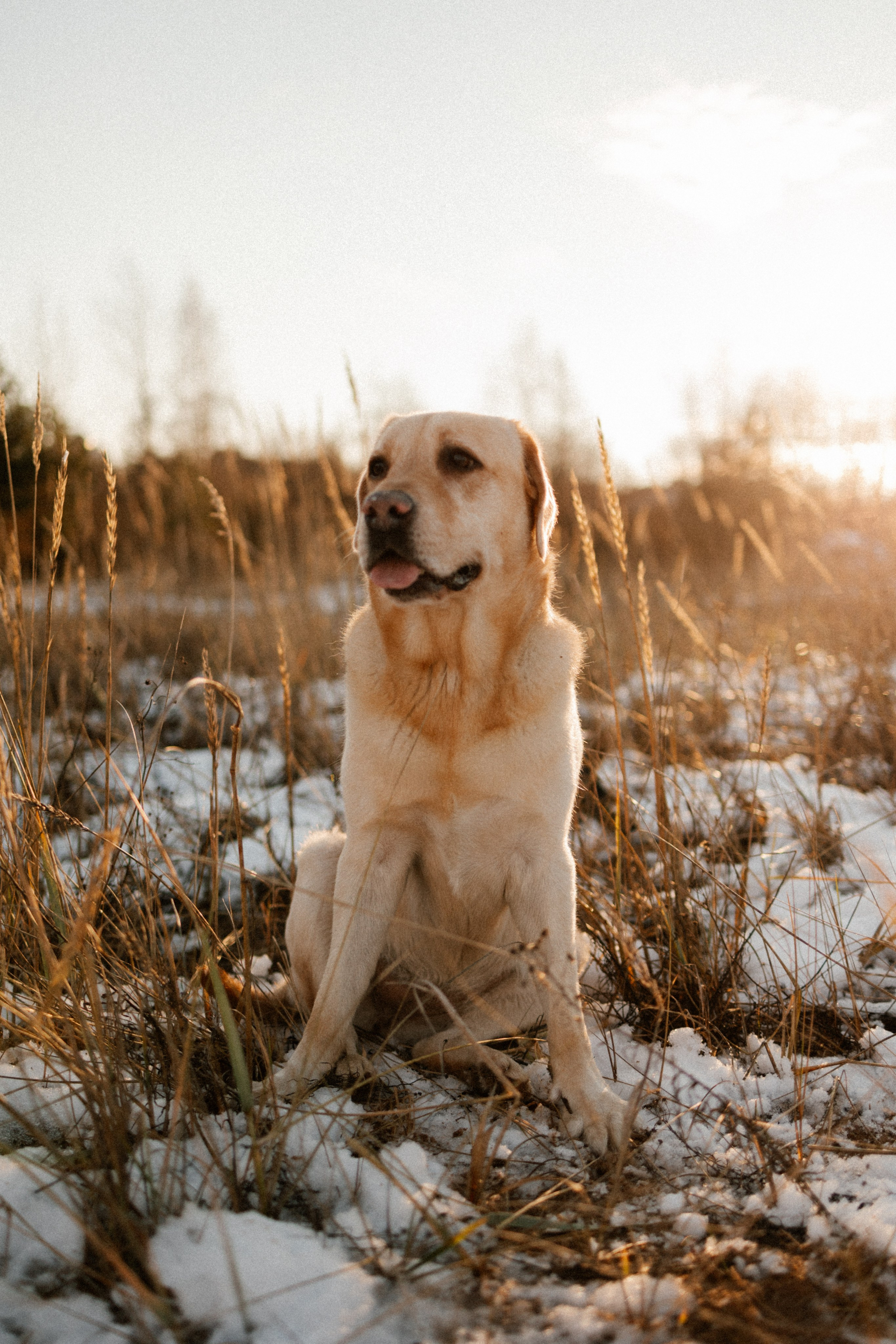 Ирина и Бася. Фотограф — Анималист | Санкт-Петербург