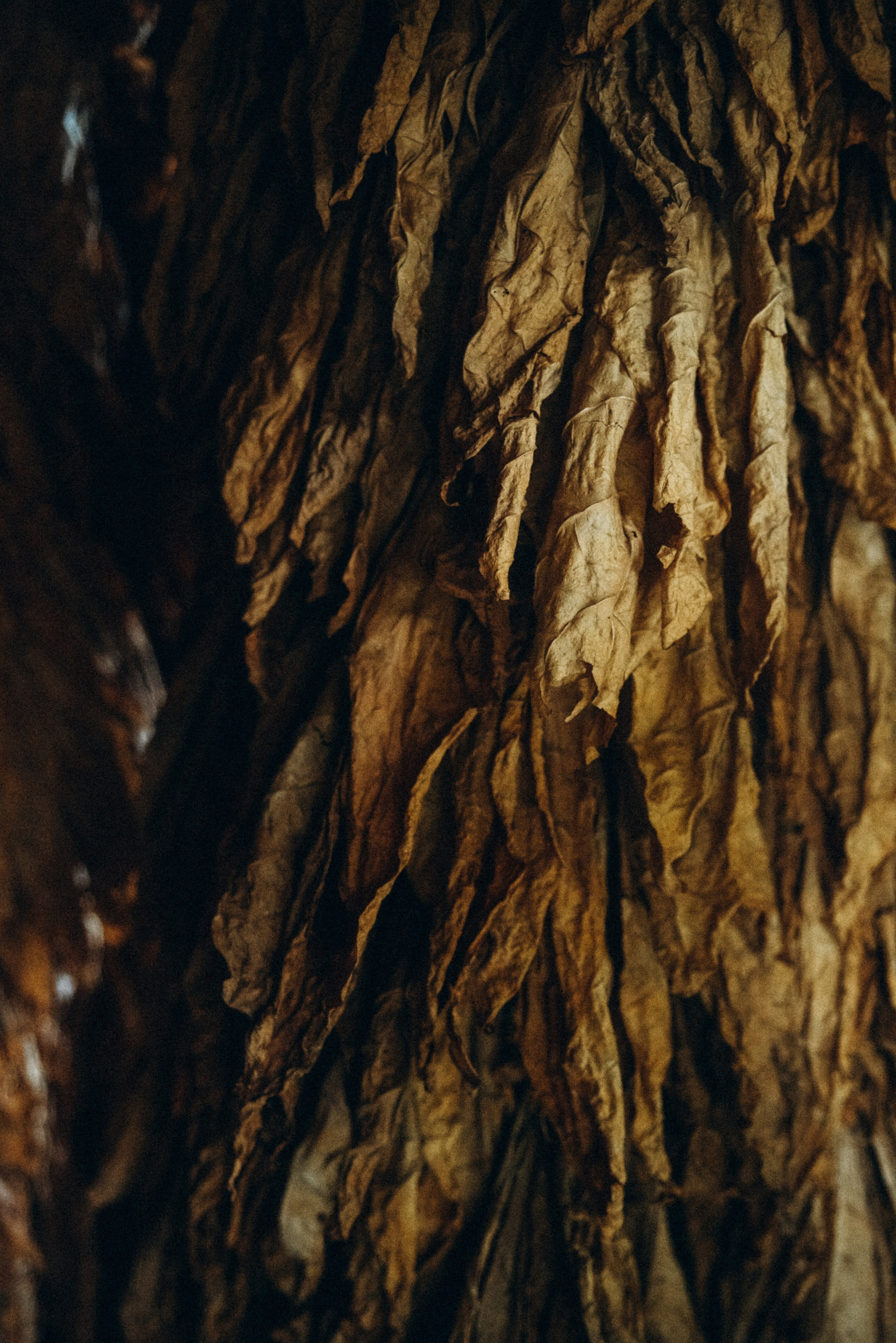 Верхняя Аджария, Грузия 🇬🇪. Anita_photo
