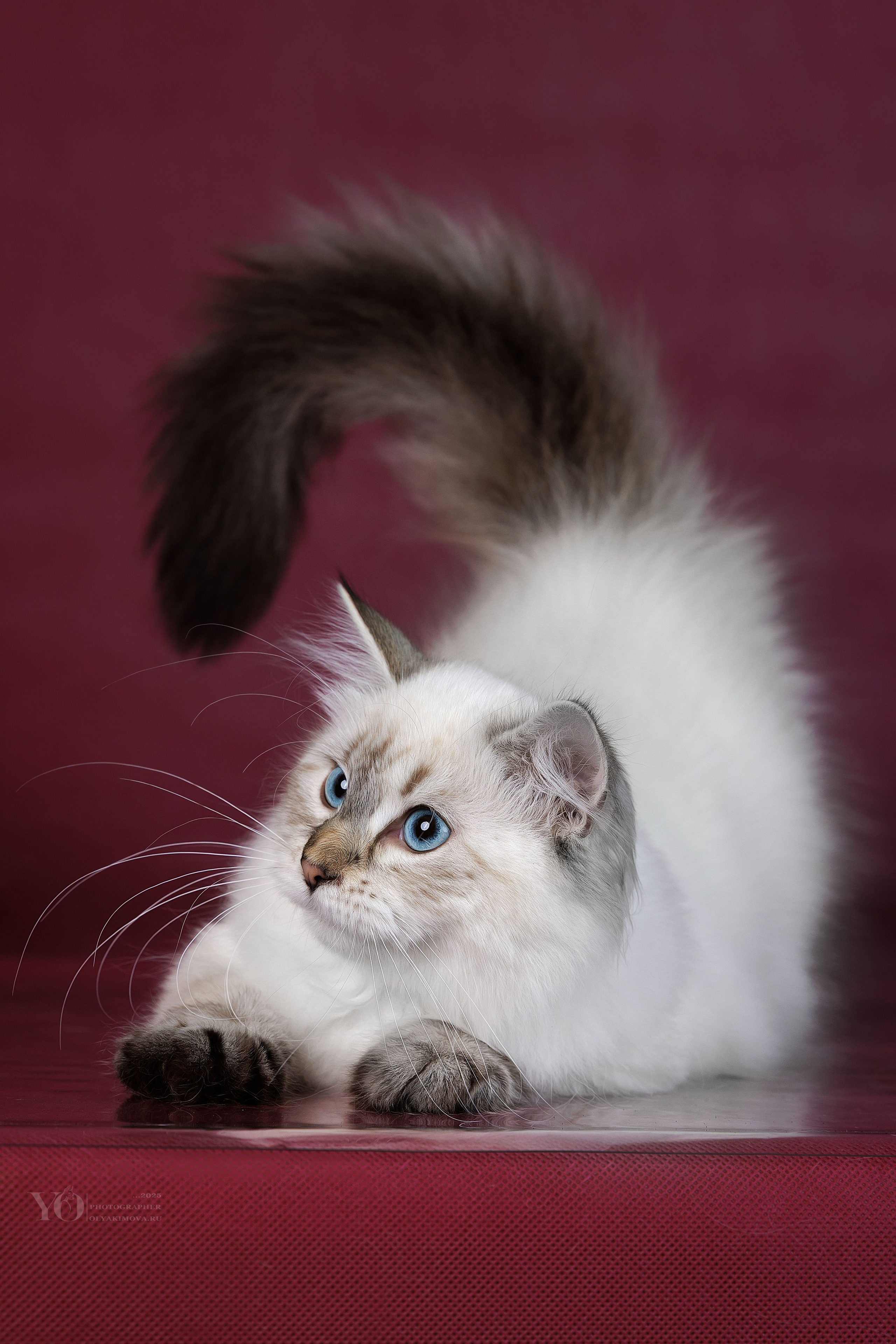 Кошки. Фотограф