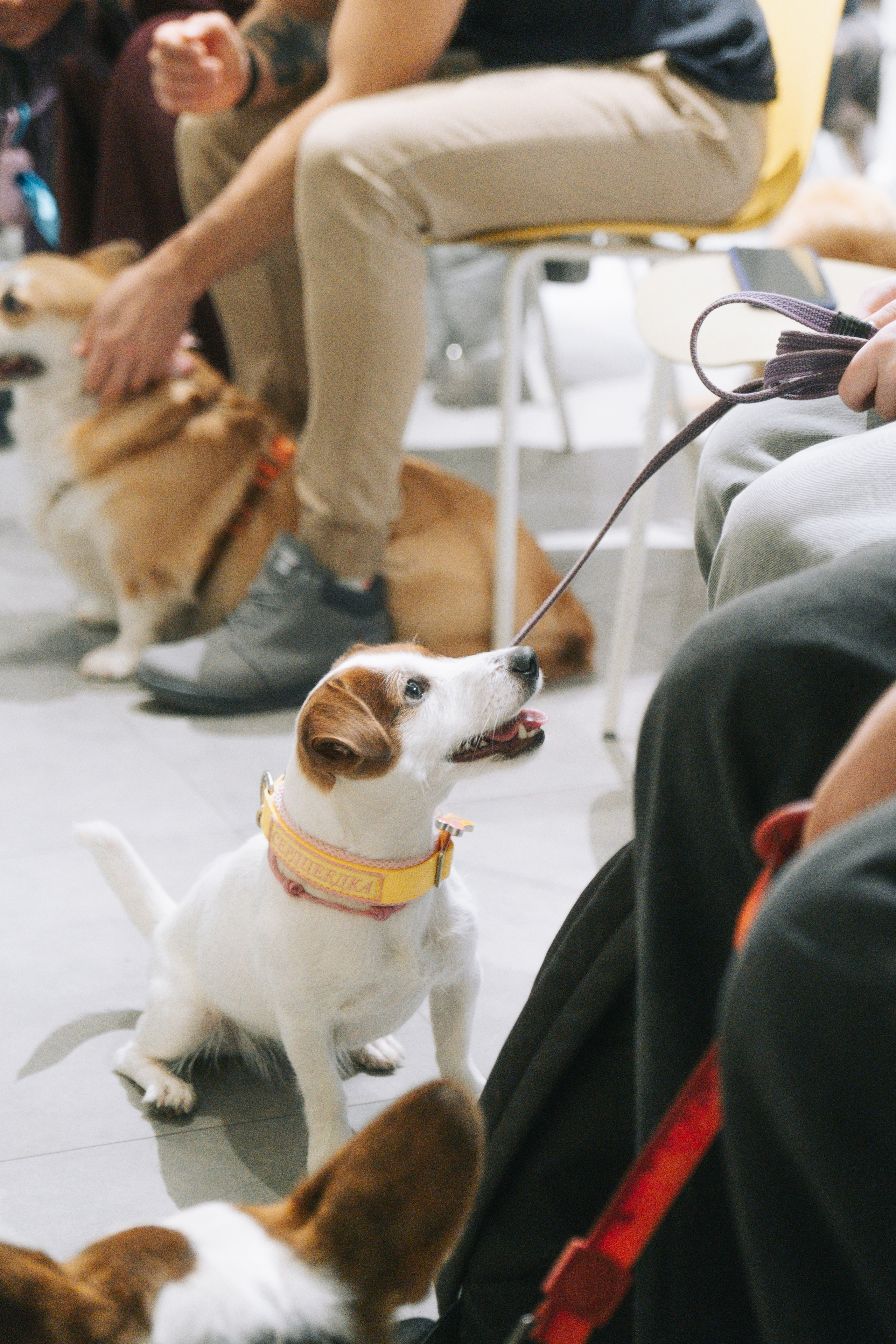 ПЕТ-БРАНЧ («РЕЛЬСЫ» Х «4 ЛАПЫ»). Главная