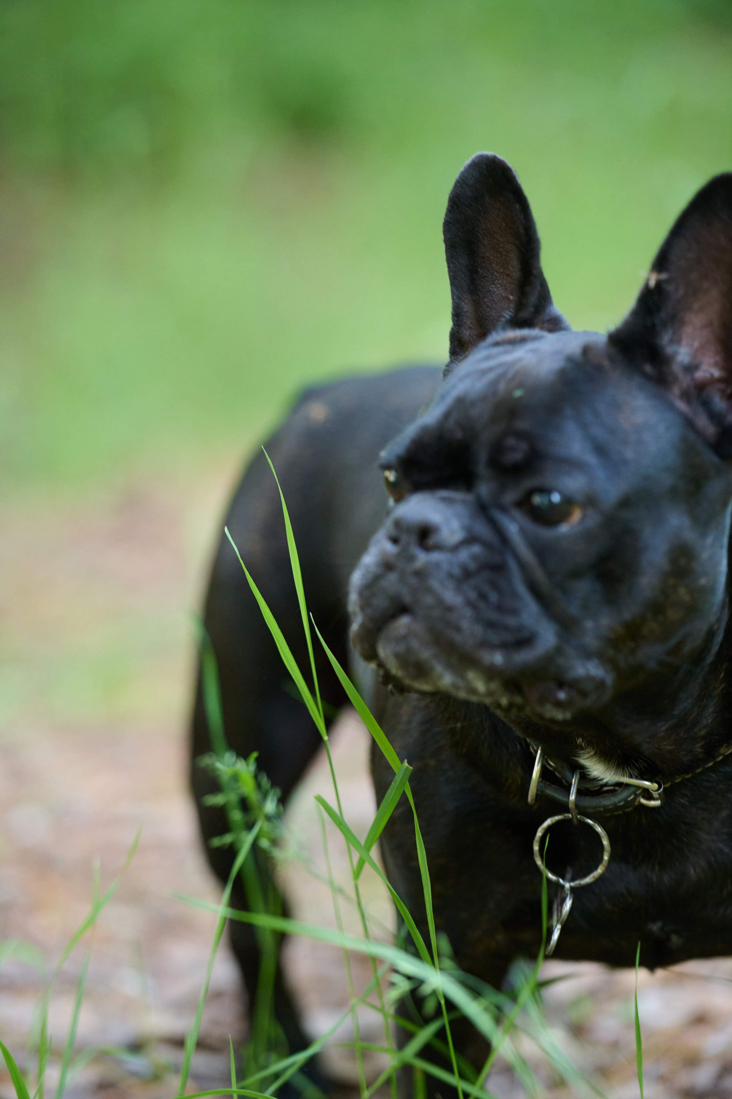 Семейная фотосессия с собакой. Репортажный и семейный фотограф — Шелихов Сергей