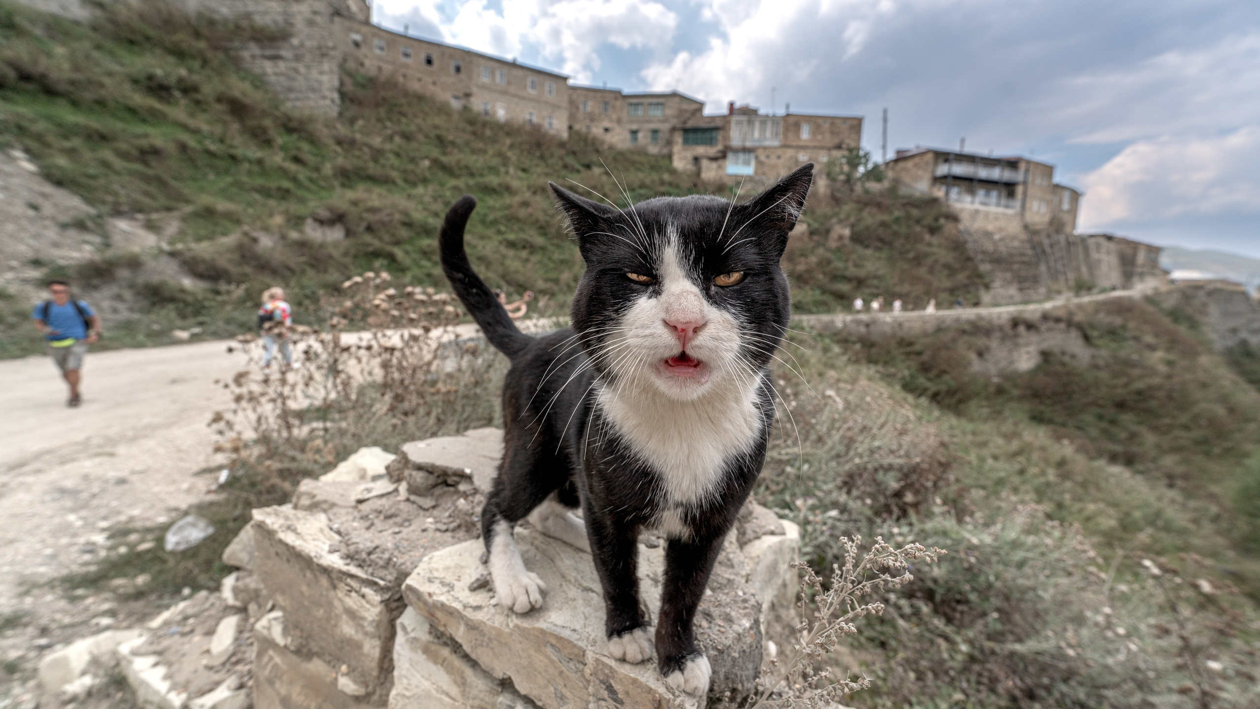 Животные. ПОБУДЬ ЗДЕСЬ И ЦЕЛЕЕ БУДЕТ ЭТОТ МИР