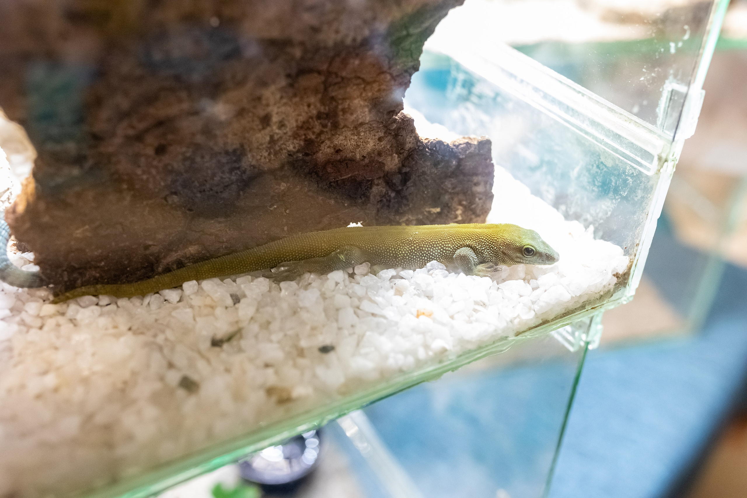 Рептилиум 2024. Александра Куликова фотограф, Москва