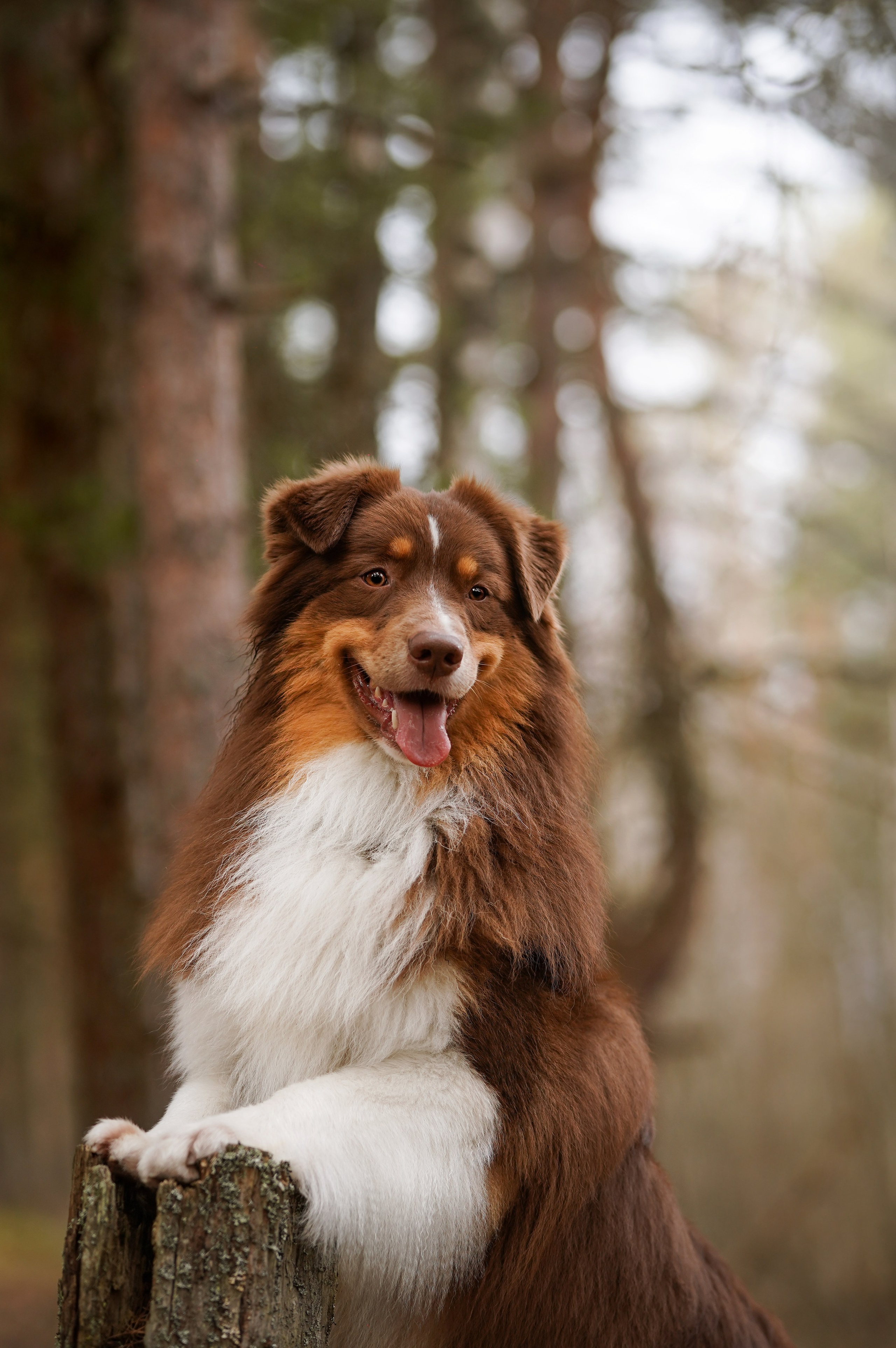 Аусси на Ладоге. Фотограф-анималист в Санкт-Петербурге Яна Мартынова
