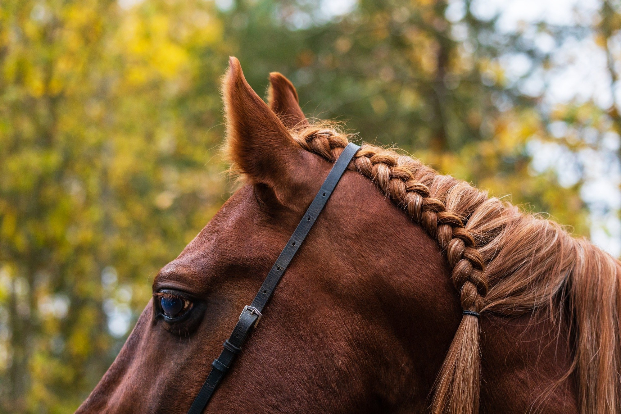 Год ЛОШАДИ. Интерьерный фотограф из Санкт-Петербурга Елена Головкова