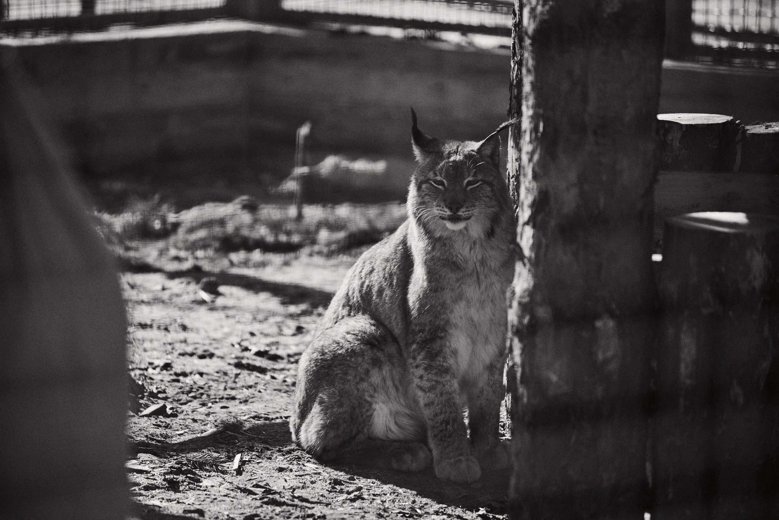 Зоопарк Иваново. Фотограф в Иваново: Каталожная съемка одежды и постельного белья, Wildberries