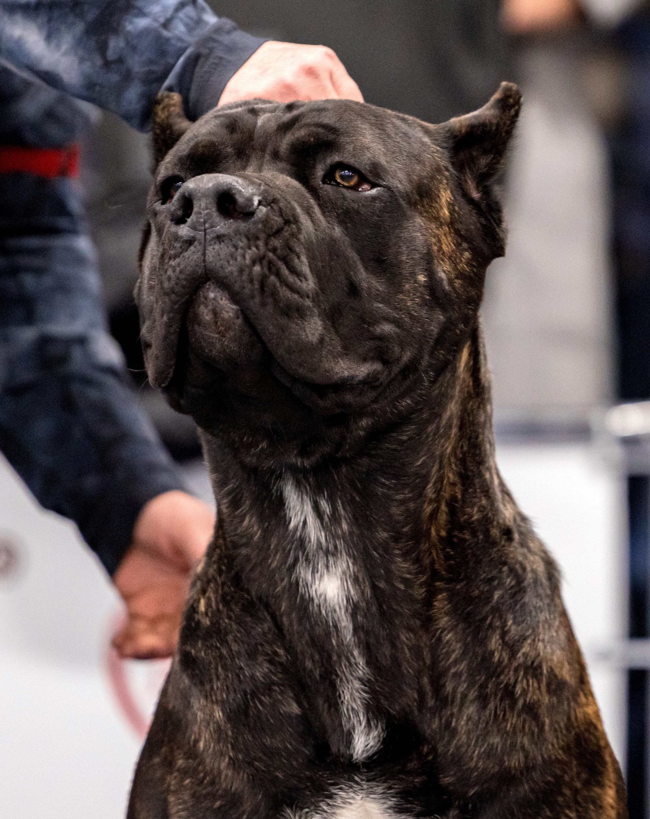 Сфера 29.10,Крокус 4.11,Сфера 12.11.2023. Фотограф-анималист Юлия Германика