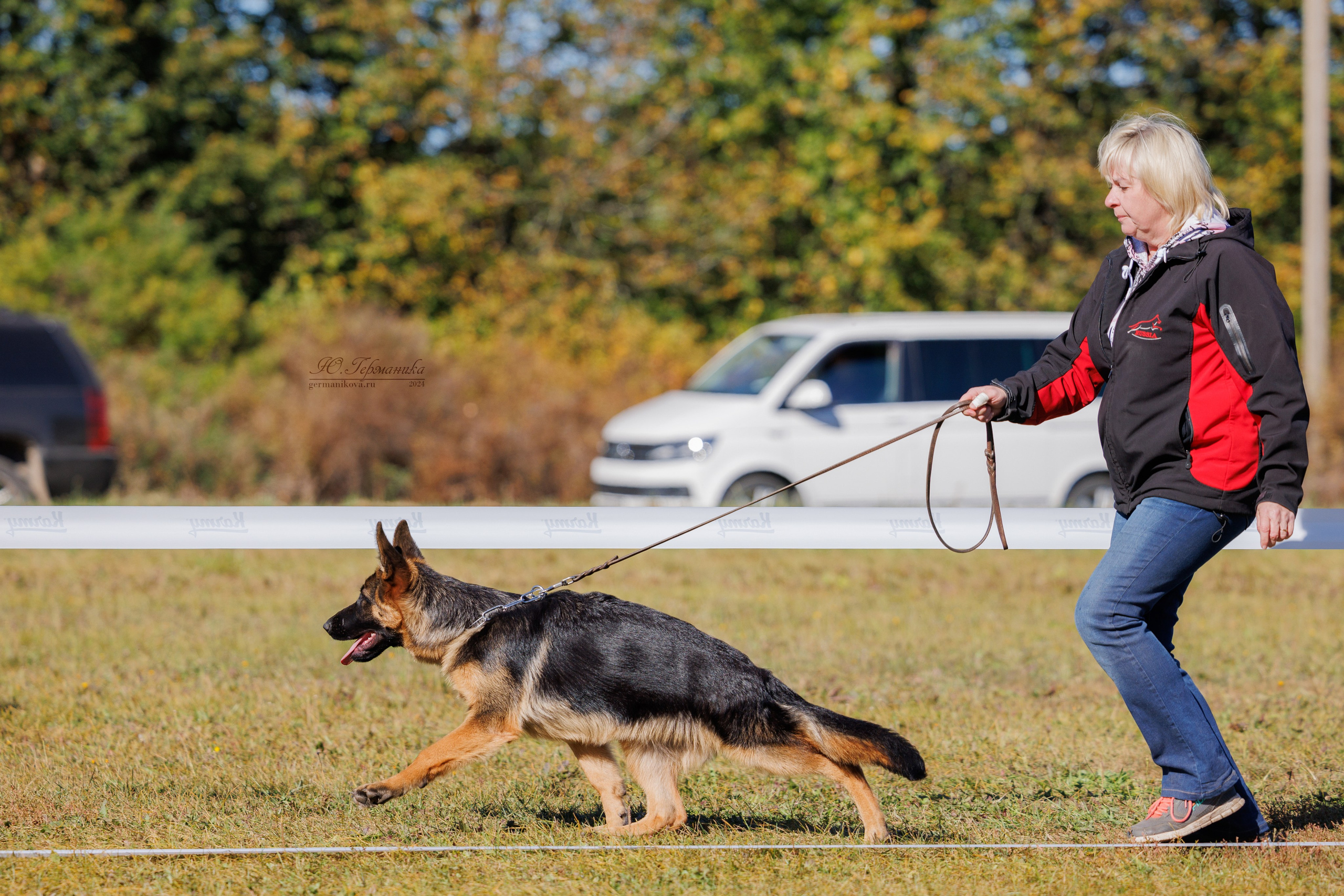 Тверь немецкие овчарки 22.09.2024. Фотограф-анималист Юлия Германика