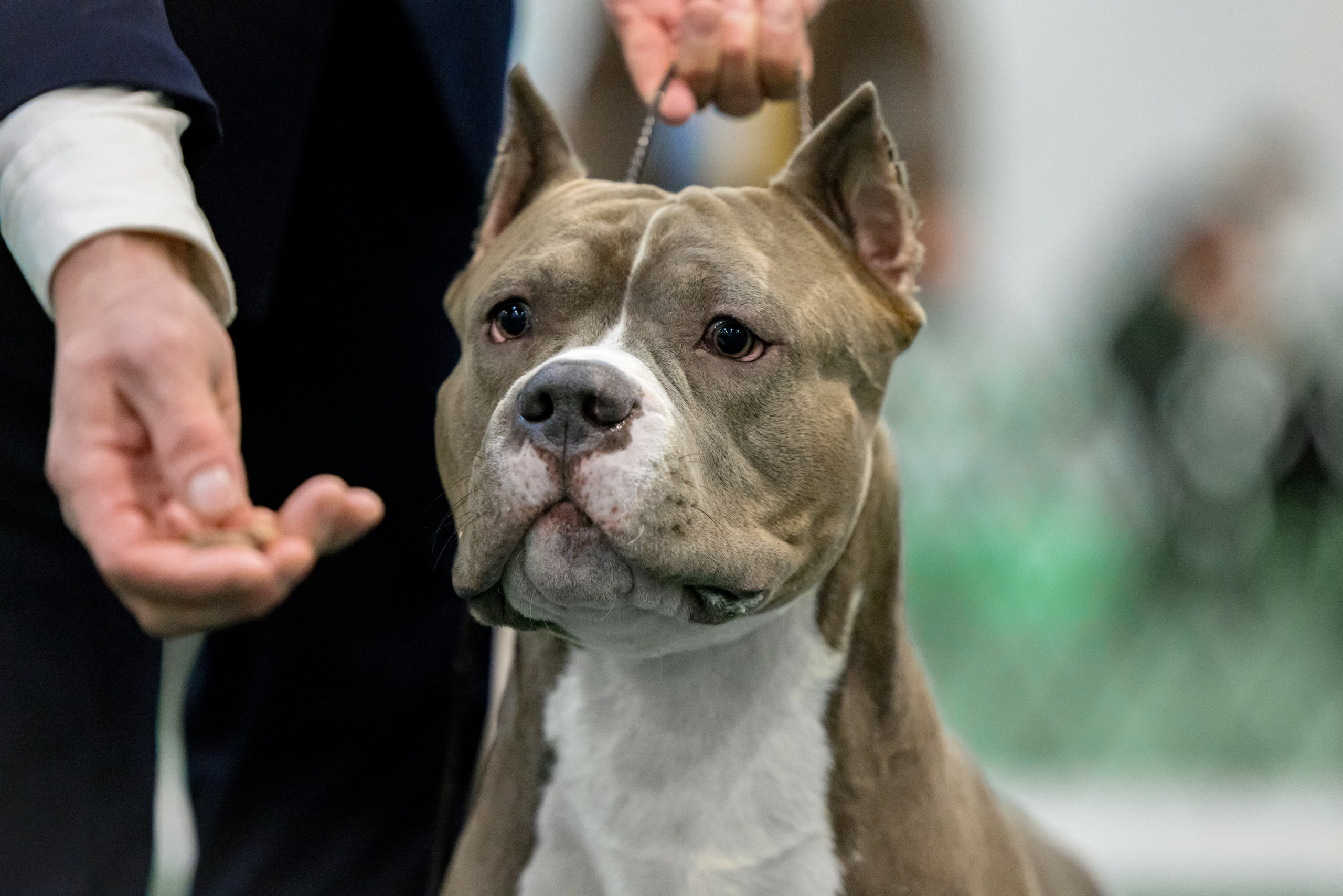 Крокус 3,9 и 10.12.2023. Фотограф-анималист Юлия Германика