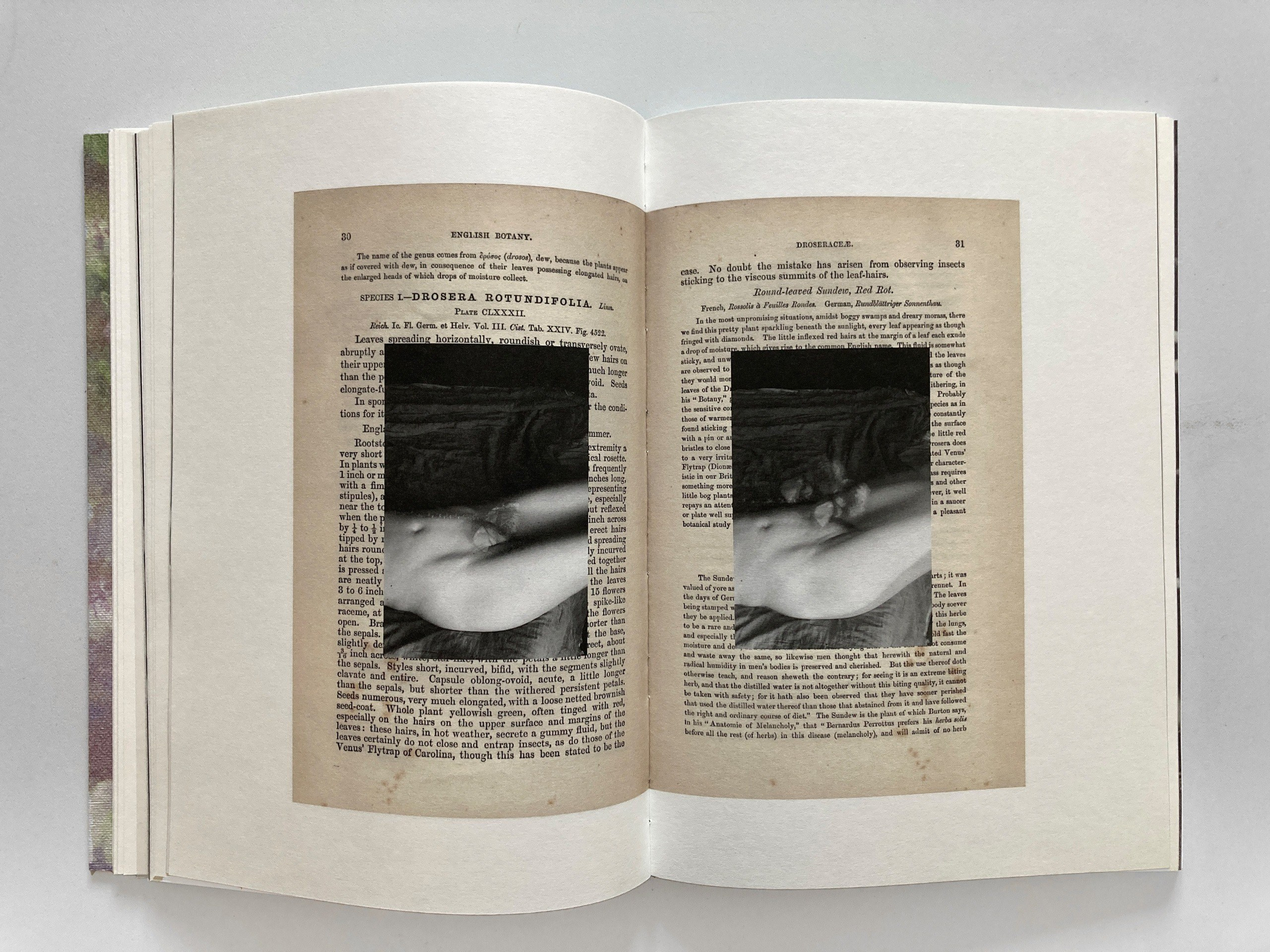 ОБЗОР АКТУАЛЬНЫХ ФОТОКНИГ: САД ЗЕМНЫХ НАСЛАЖДЕНИЙ. Самоорганизация Низина