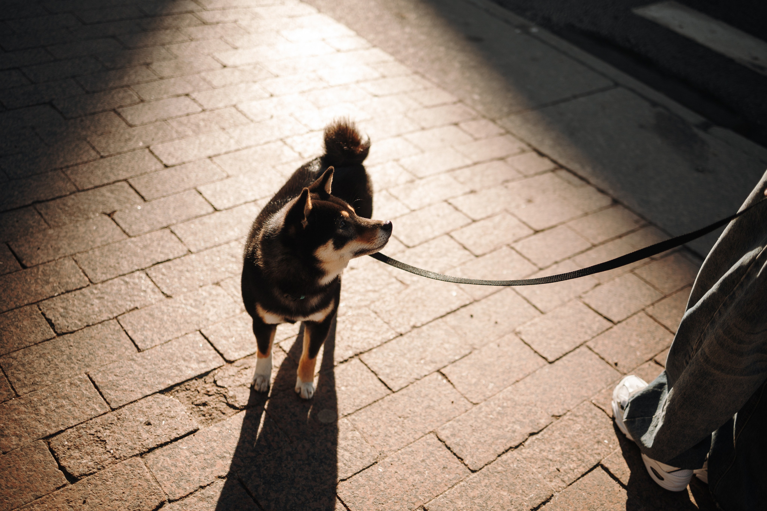 Даша и ее девочки. Фотограф — Анималист | Санкт-Петербург