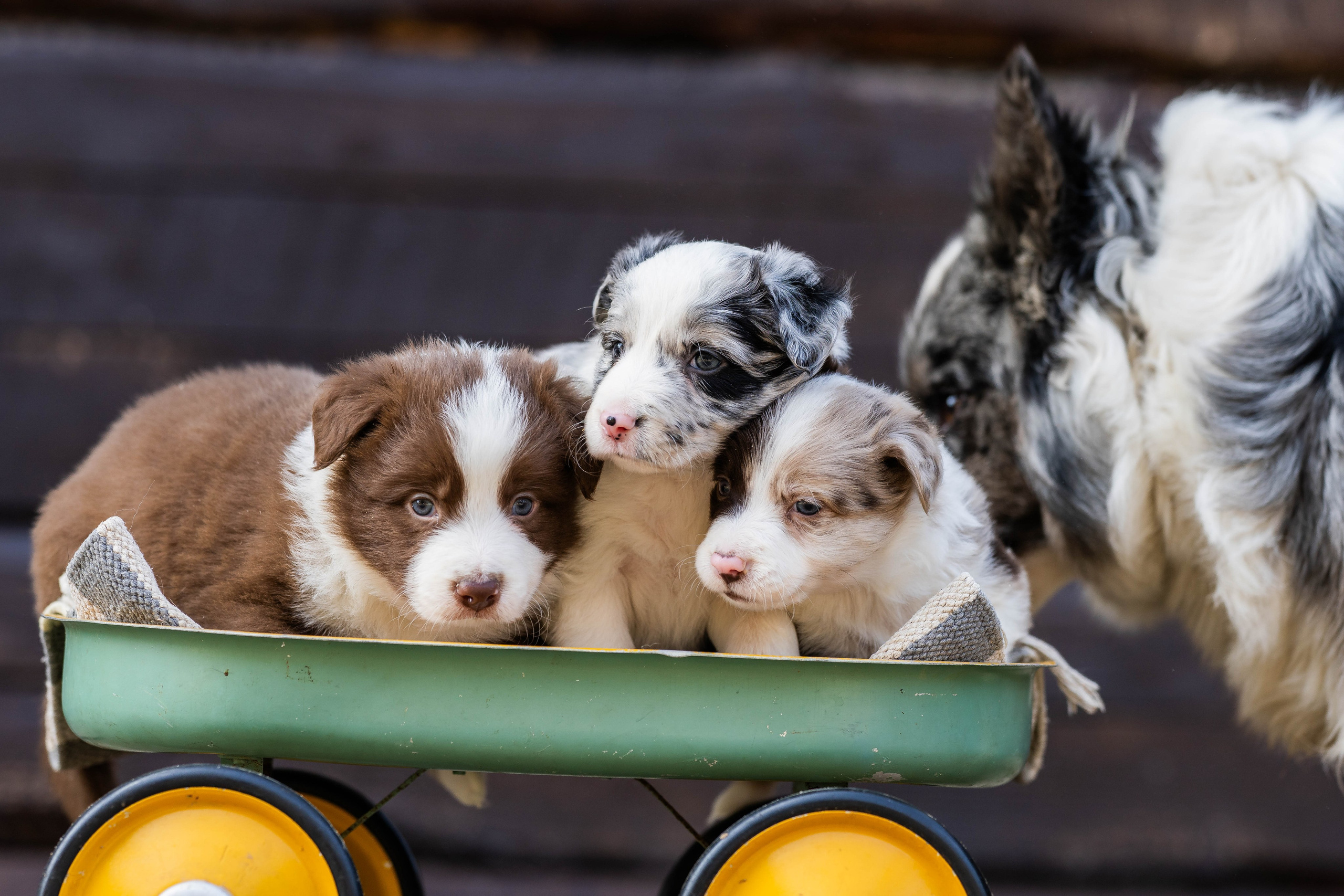 Фритсвит. Семейный фотограф Ефремова Виктория