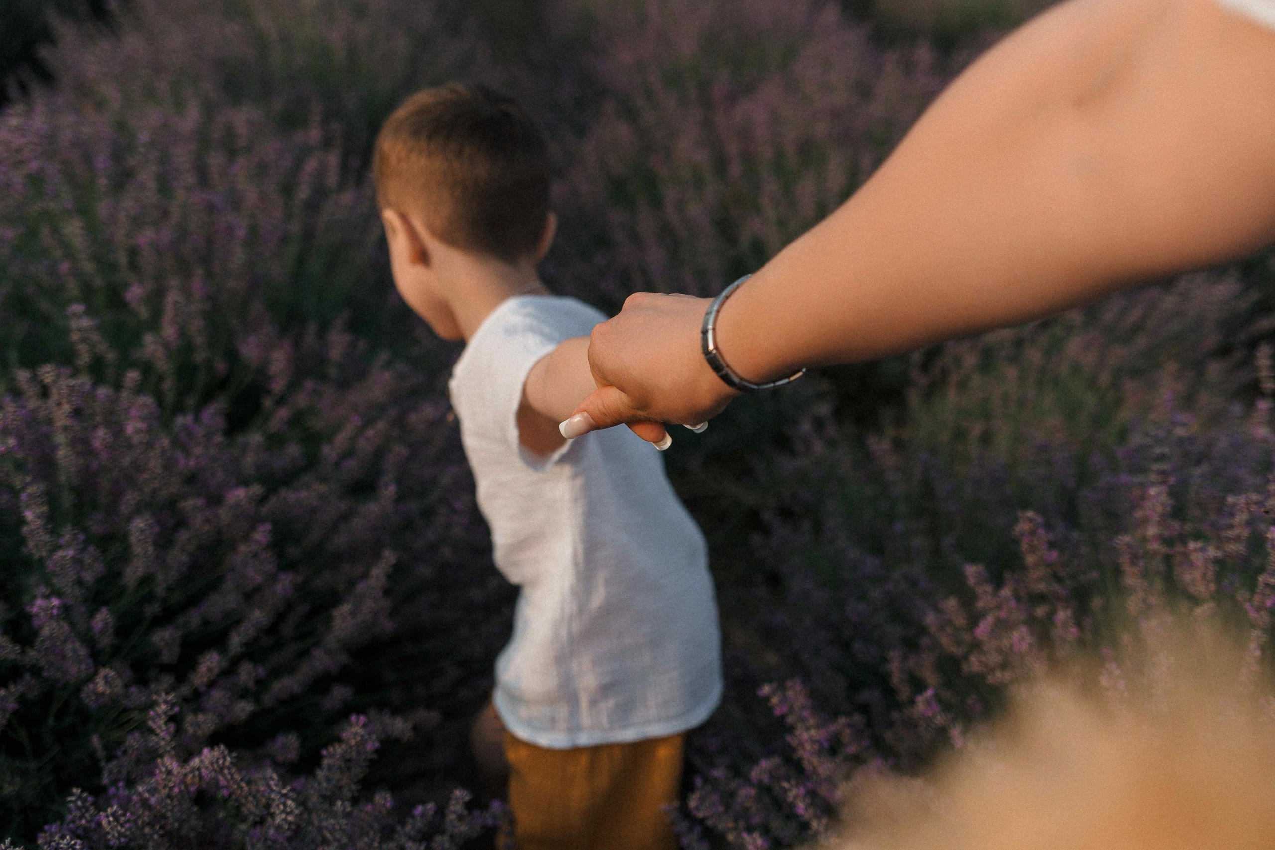Лаванда. Свадебный фотограф Мироманов Николай в Крыму