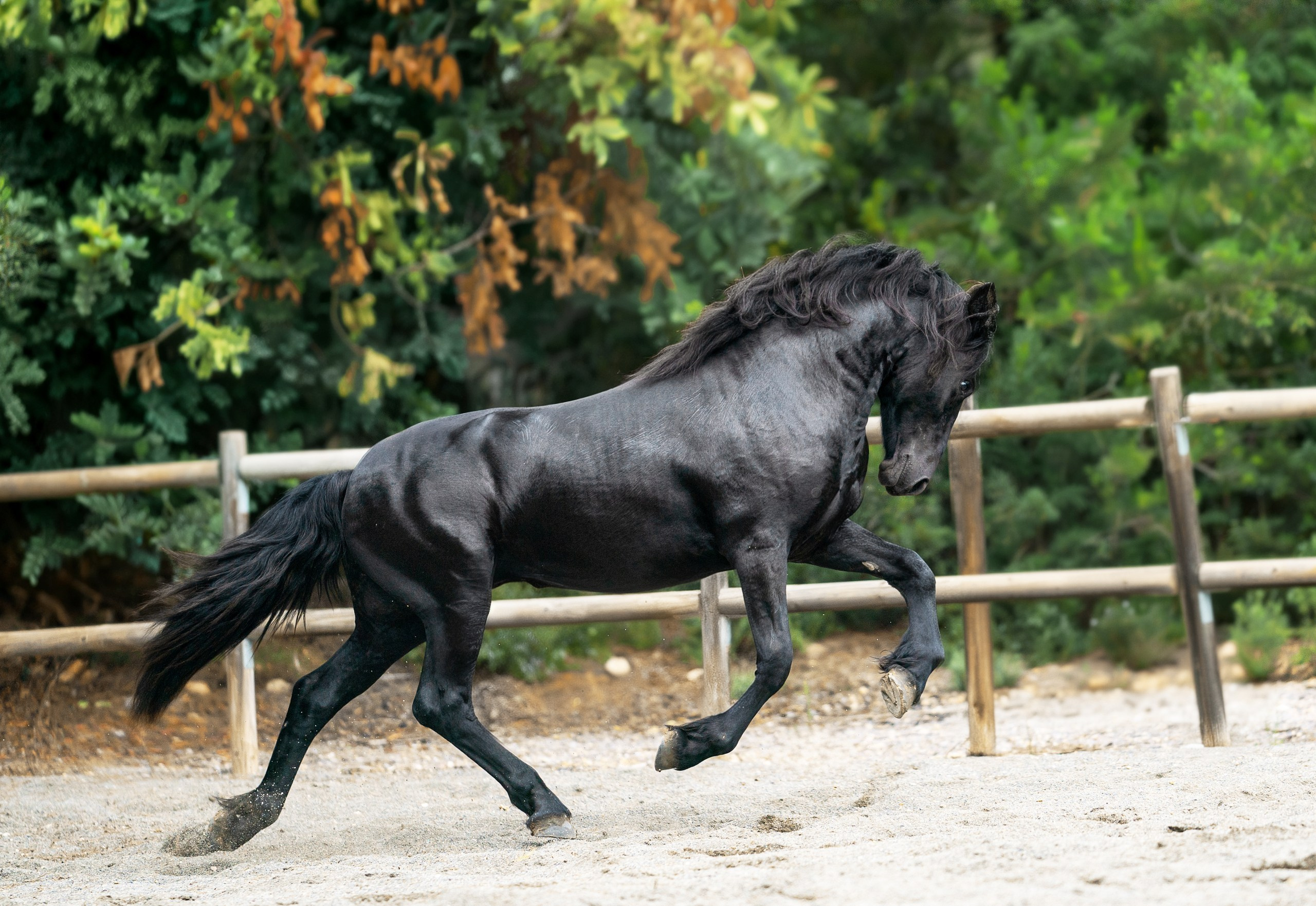 Фризский жеребец Rayven. 2 года. Продаётся. Friesian Alliance. Фризы Росиии