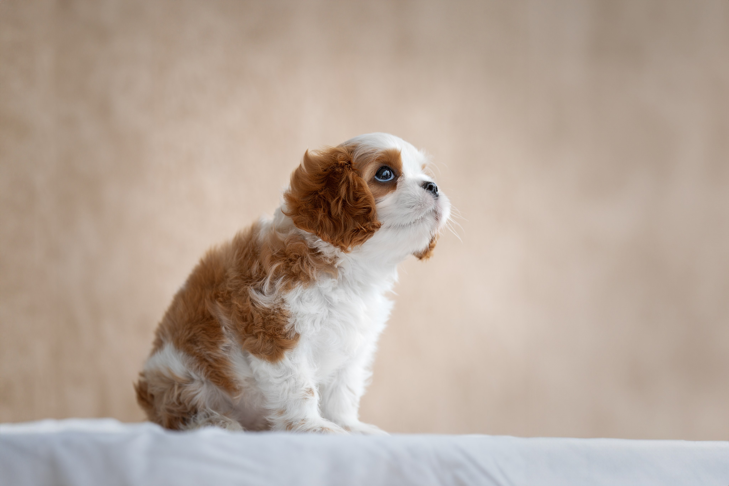 Малыши Кавалер Кинг Чарльз Спаниели. Ирина Голомб|Фотограф-анималист в  Сочи и Калининграде