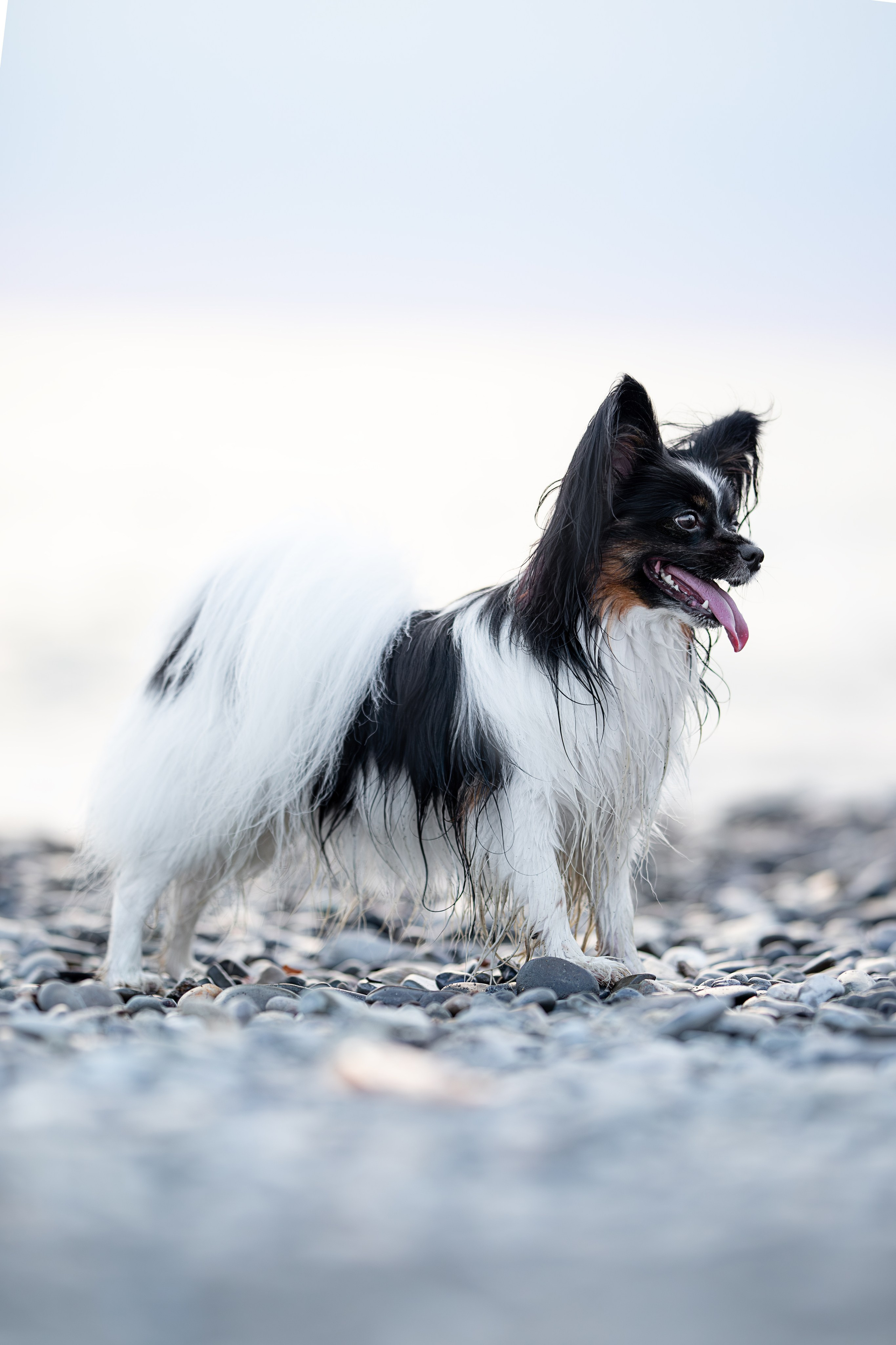 Бэйли, Папийон. Ирина Голомб|Фотограф-анималист в  Сочи и Калининграде