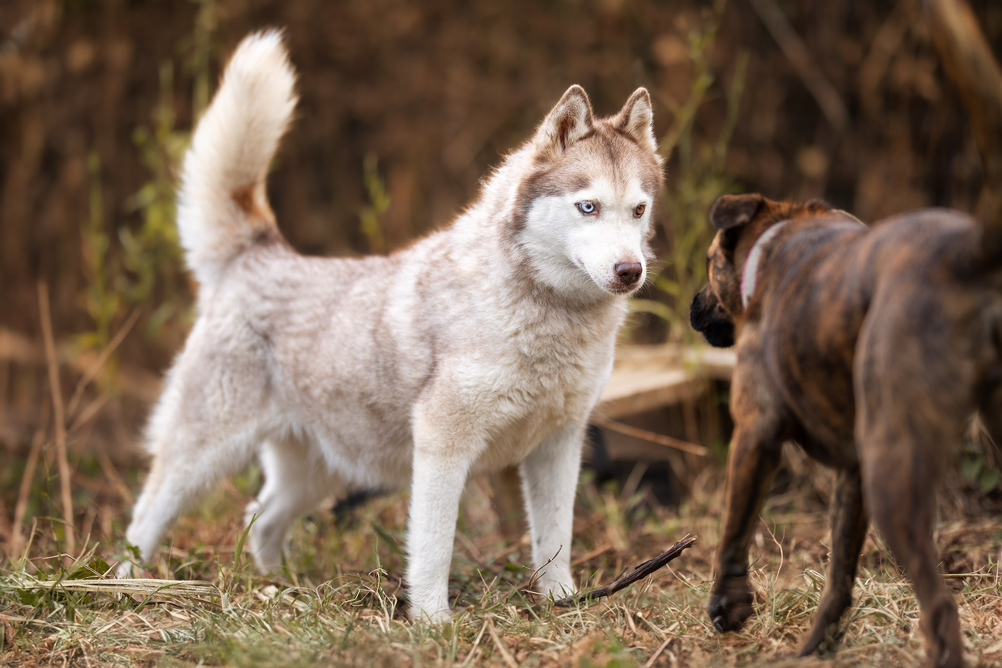 Приют Бим. Ирина Голомб|Фотограф-анималист в  Сочи и Калининграде