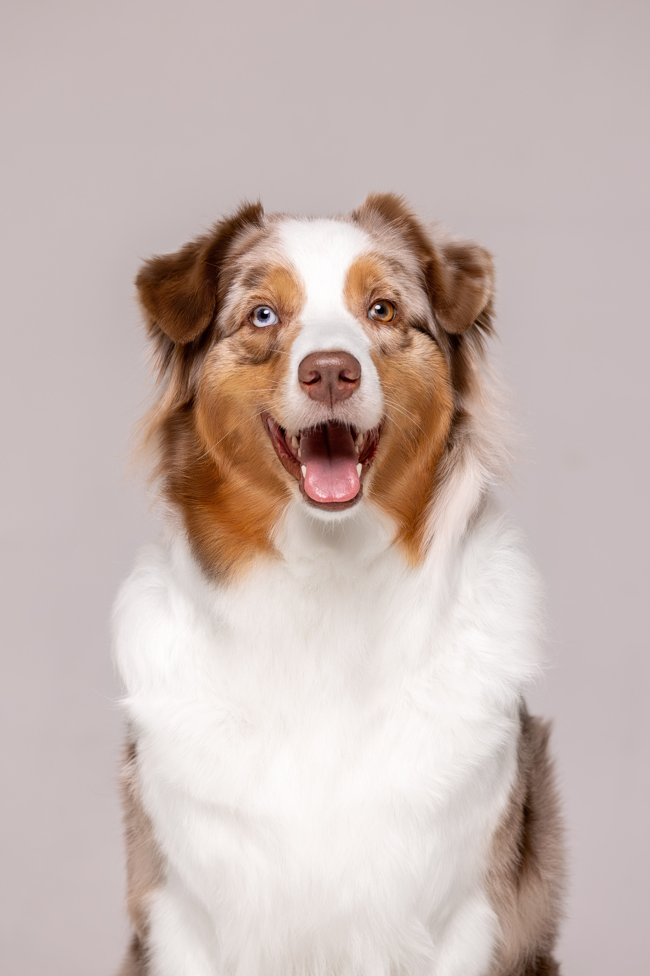 Полли, Австралийская Овчарка. Ирина Голомб|Фотограф-анималист в  Сочи и Калининграде