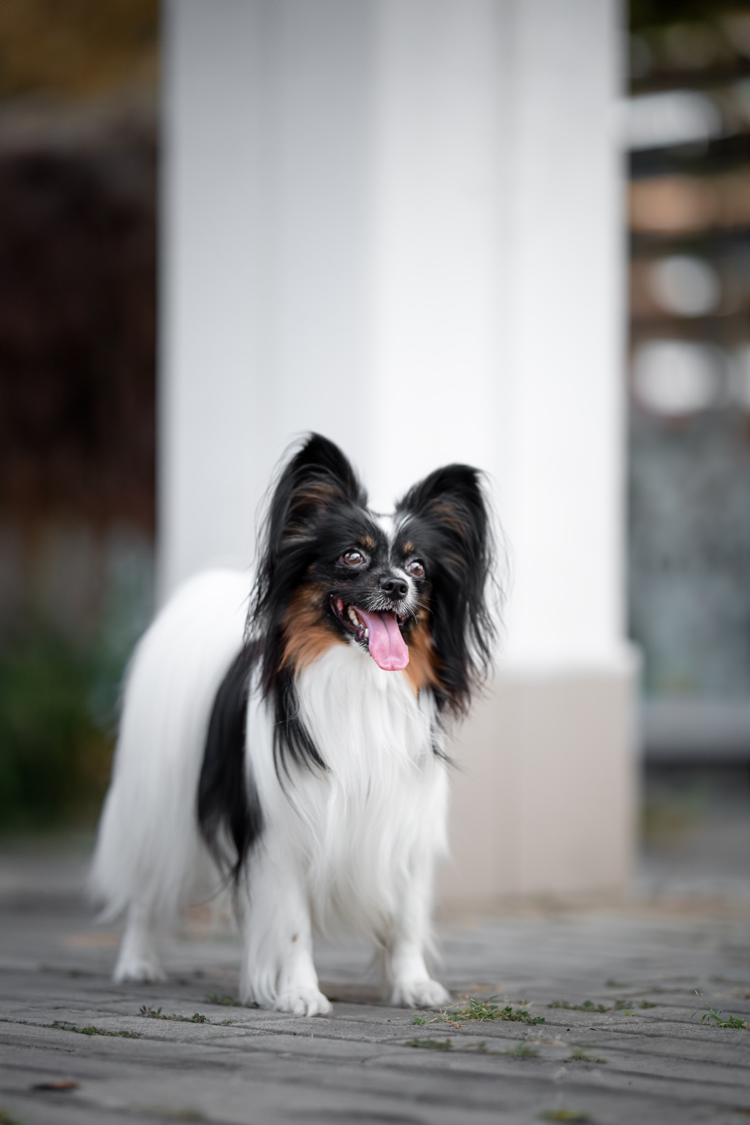 Бэйли, Папийон. Ирина Голомб|Фотограф-анималист в  Сочи и Калининграде